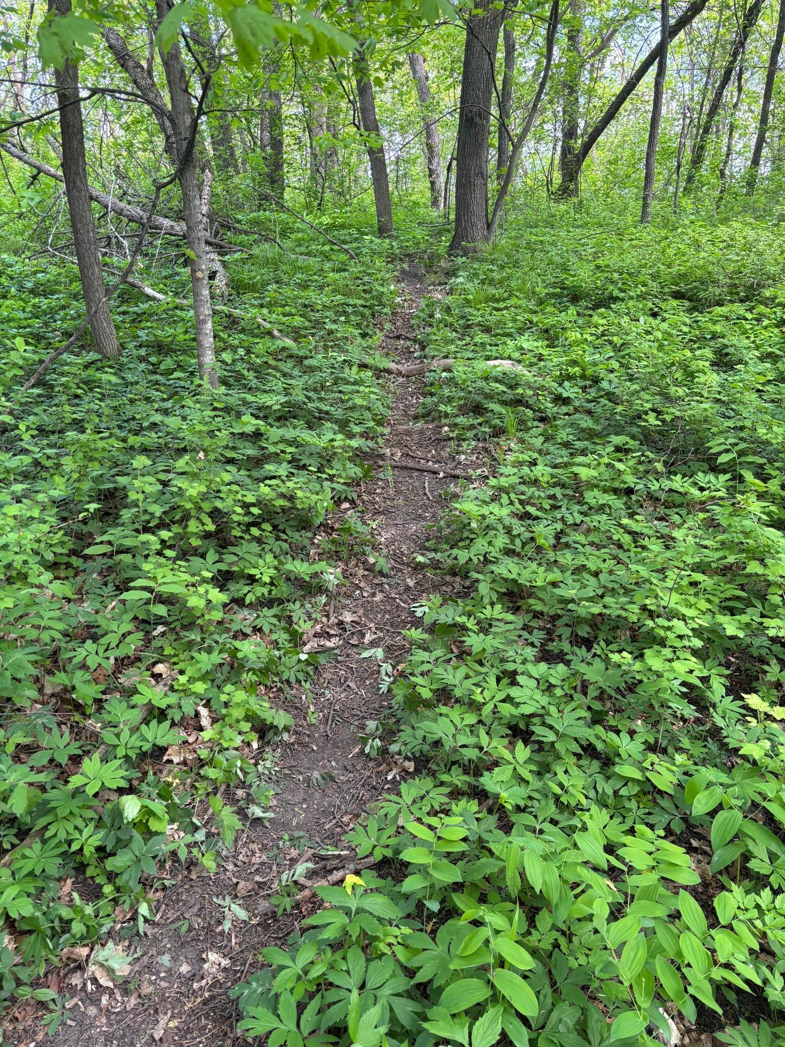 TBD Tbd, Walker, Minnesota image 17