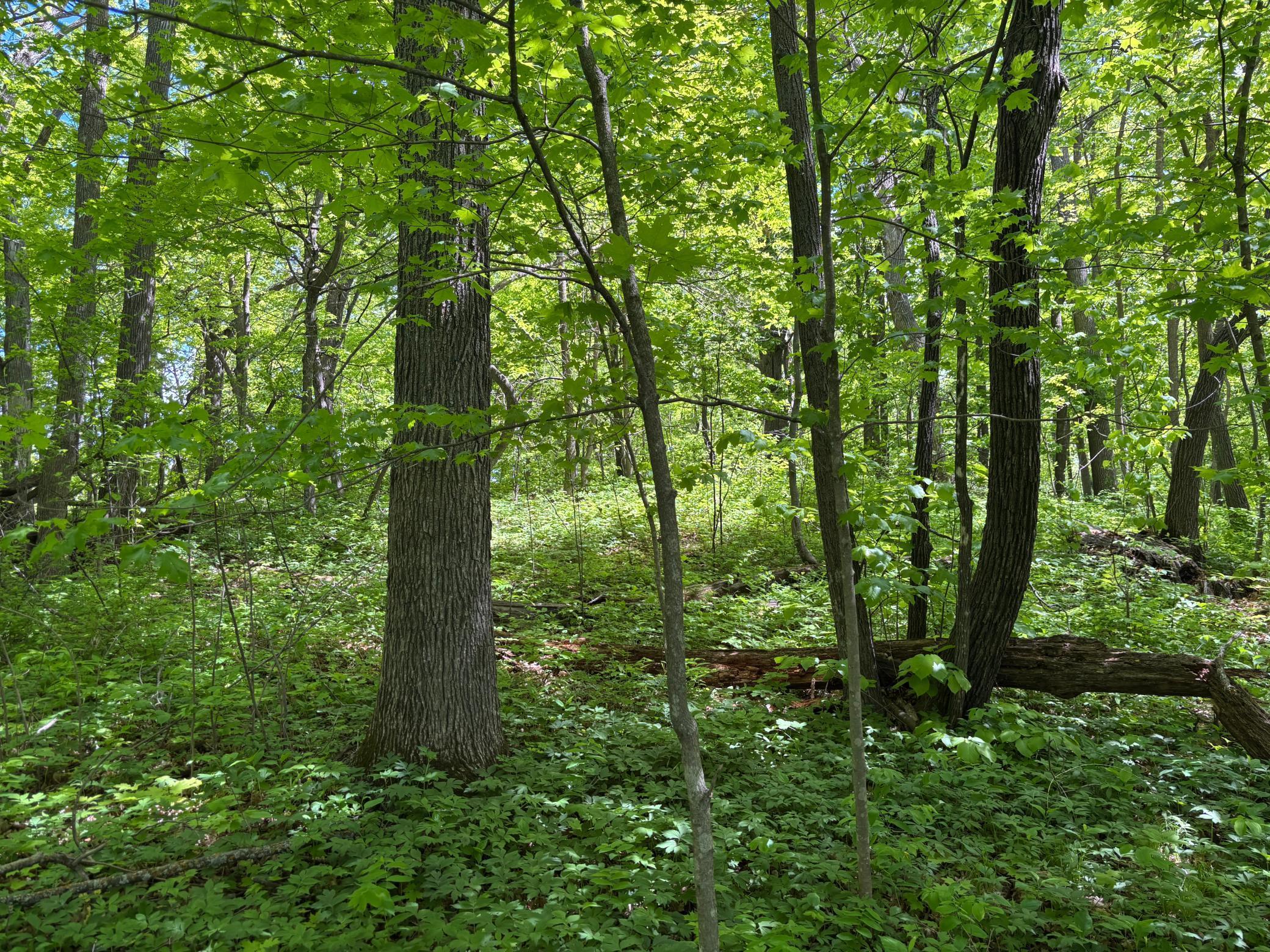 TBD Tbd, Walker, Minnesota image 19