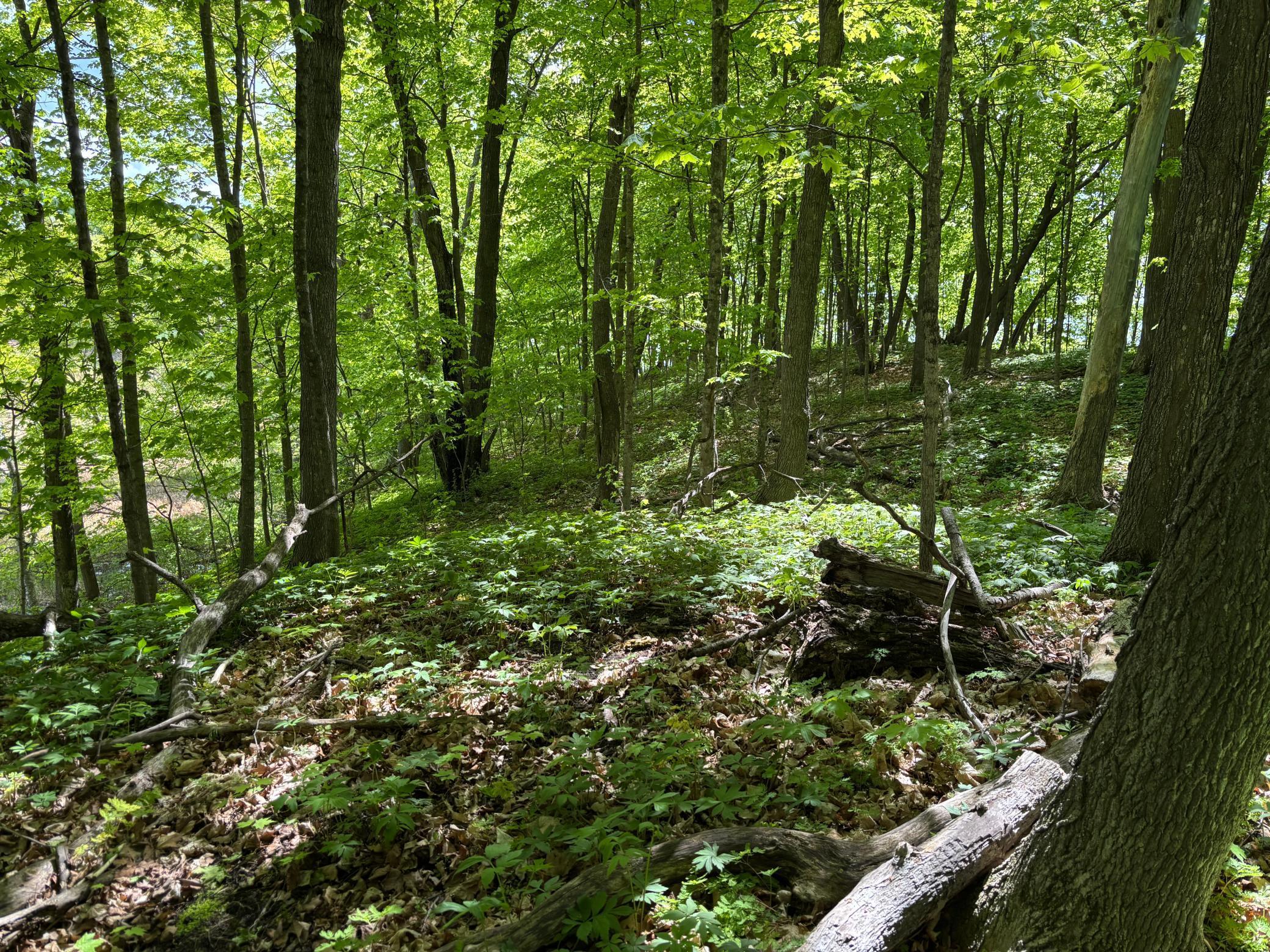 TBD Tbd, Walker, Minnesota image 8