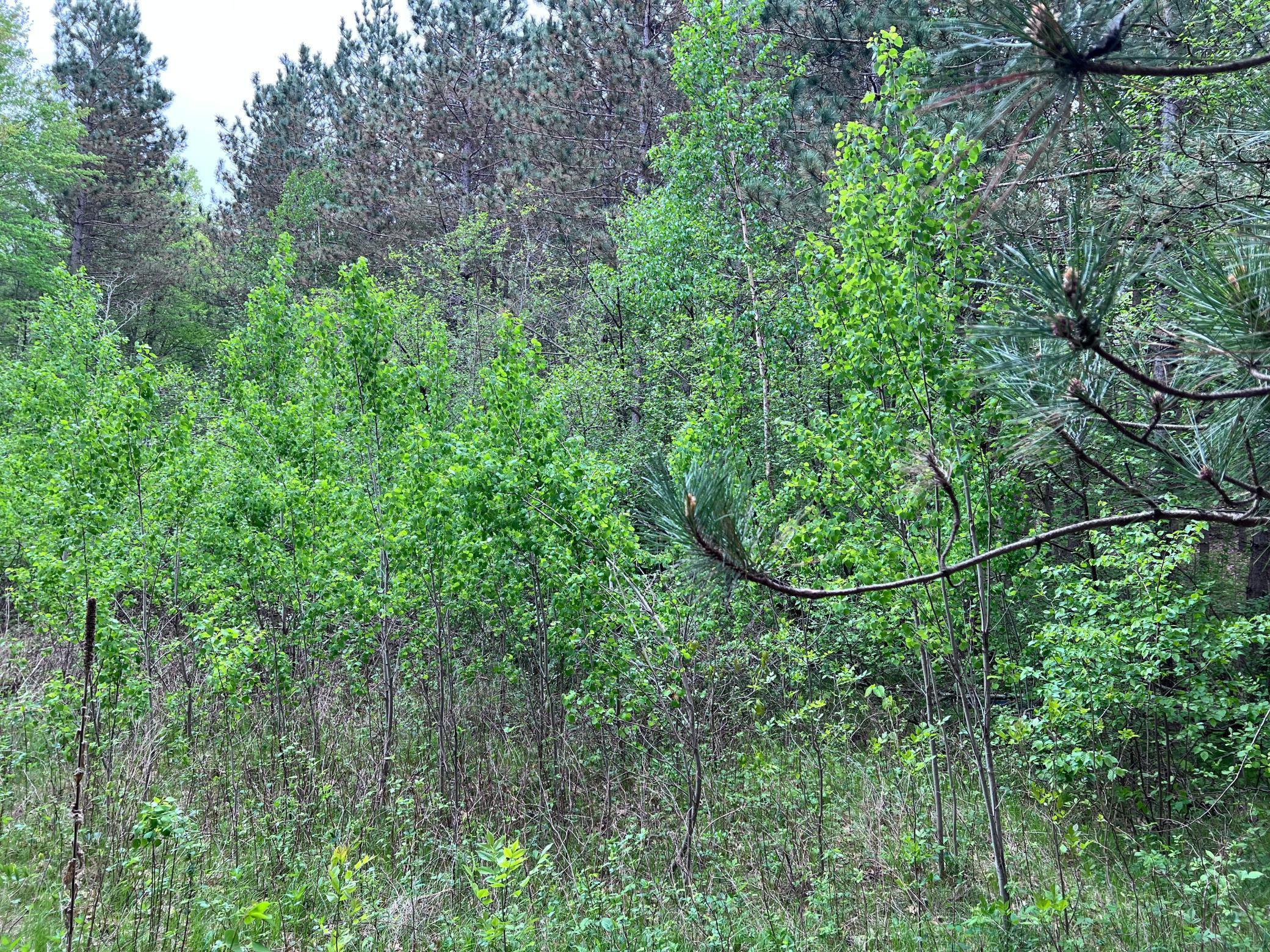 LOT 9 BLOCK 1 Yellow Birch Lane, Emily, Minnesota image 17