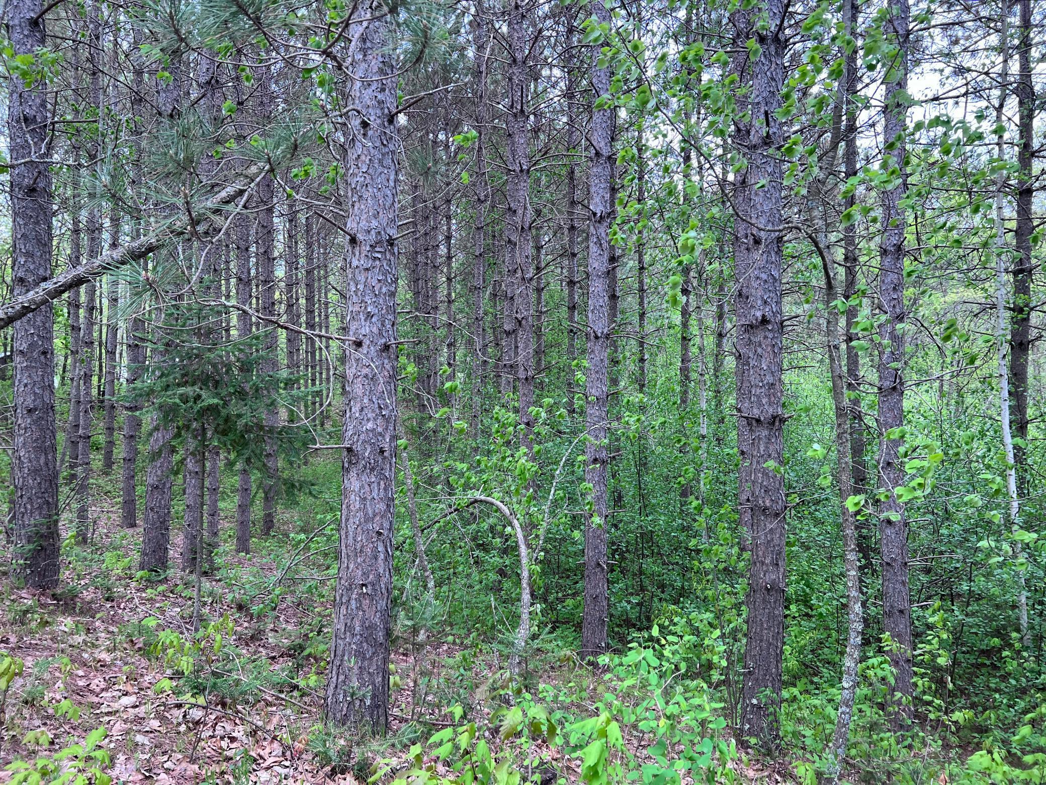 LOT 9 BLOCK 1 Yellow Birch Lane, Emily, Minnesota image 19