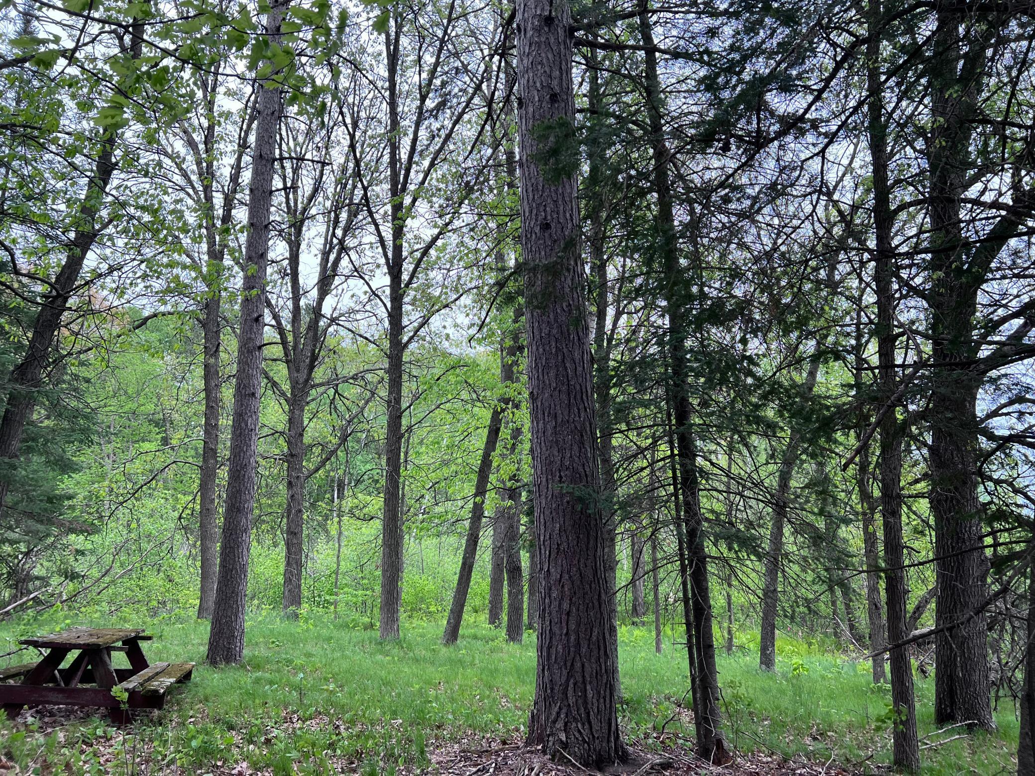 LOT 9 BLOCK 1 Yellow Birch Lane, Emily, Minnesota image 16