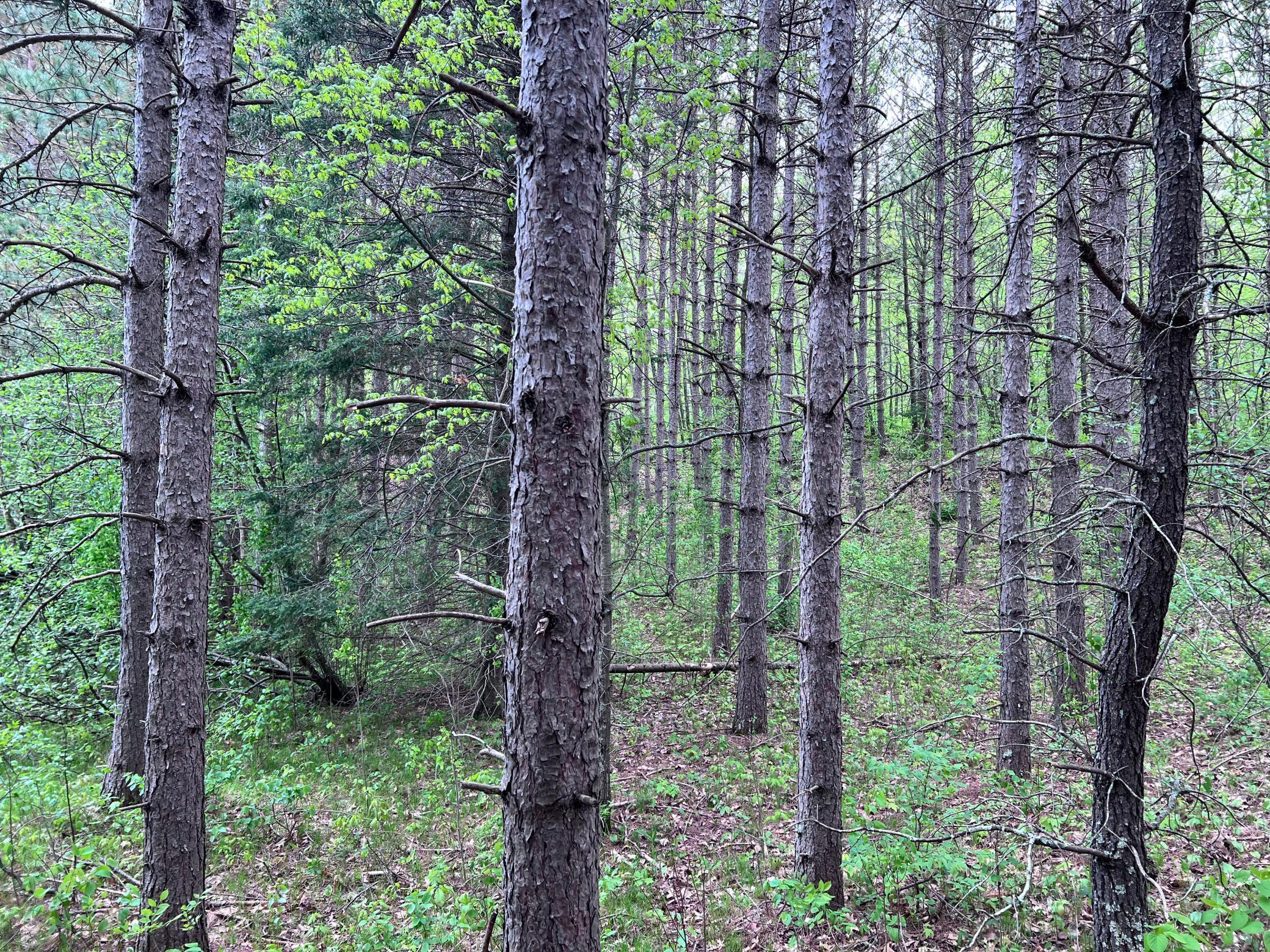 LOT 9 BLOCK 1 Yellow Birch Lane, Emily, Minnesota image 14