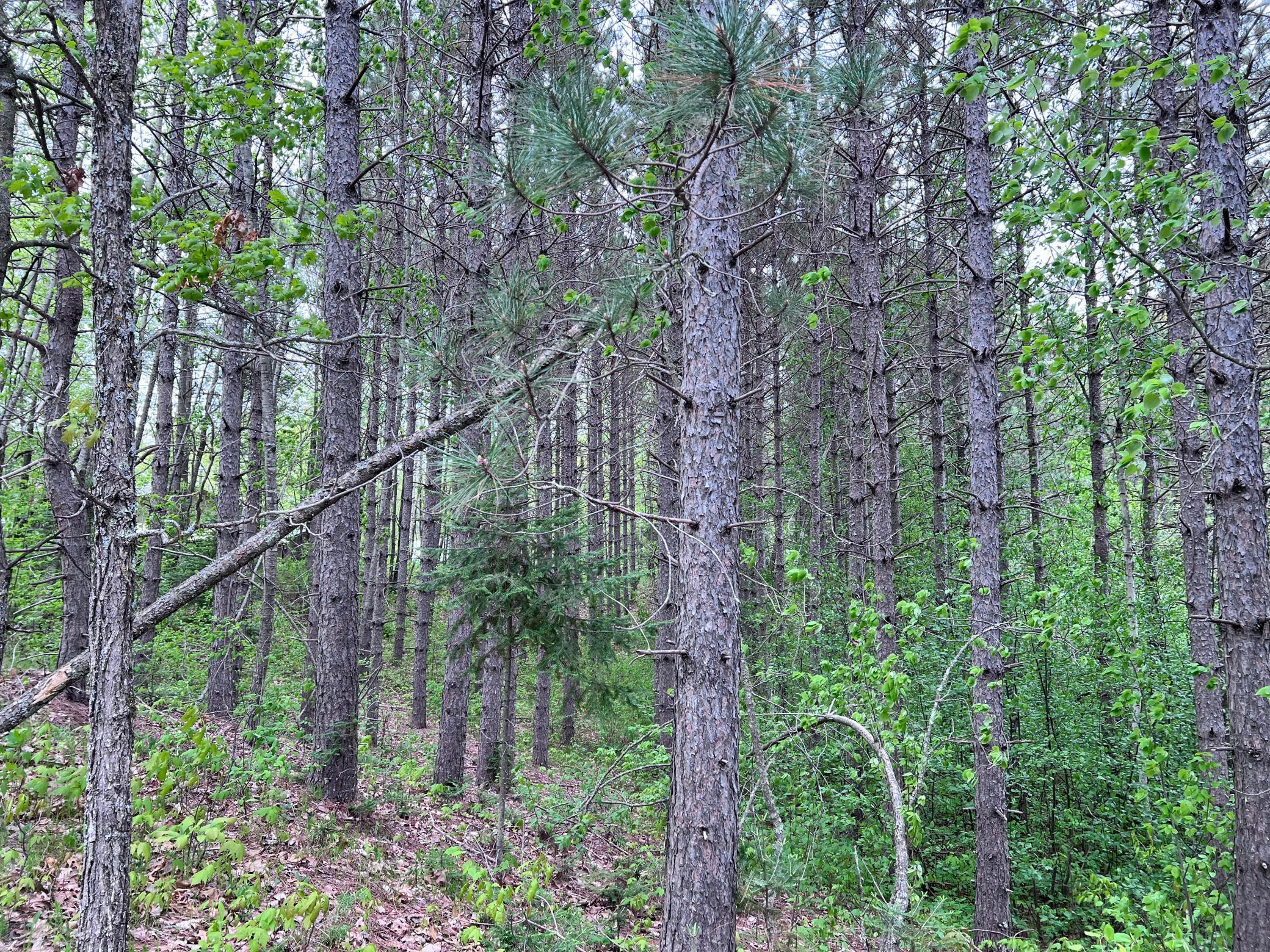 LOT 9 BLOCK 1 Yellow Birch Lane, Emily, Minnesota image 20
