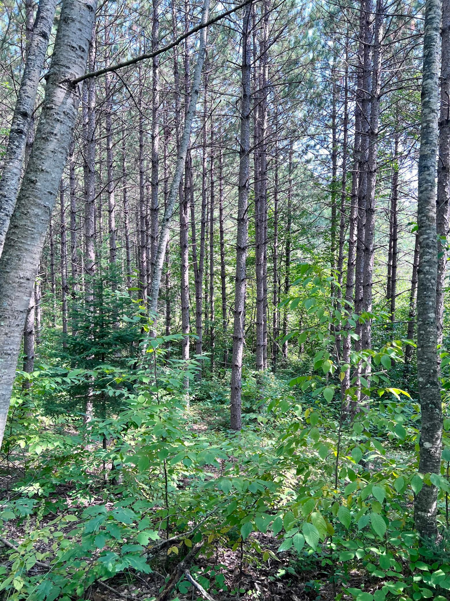 LOT 9 BLOCK 1 Yellow Birch Lane, Emily, Minnesota image 22