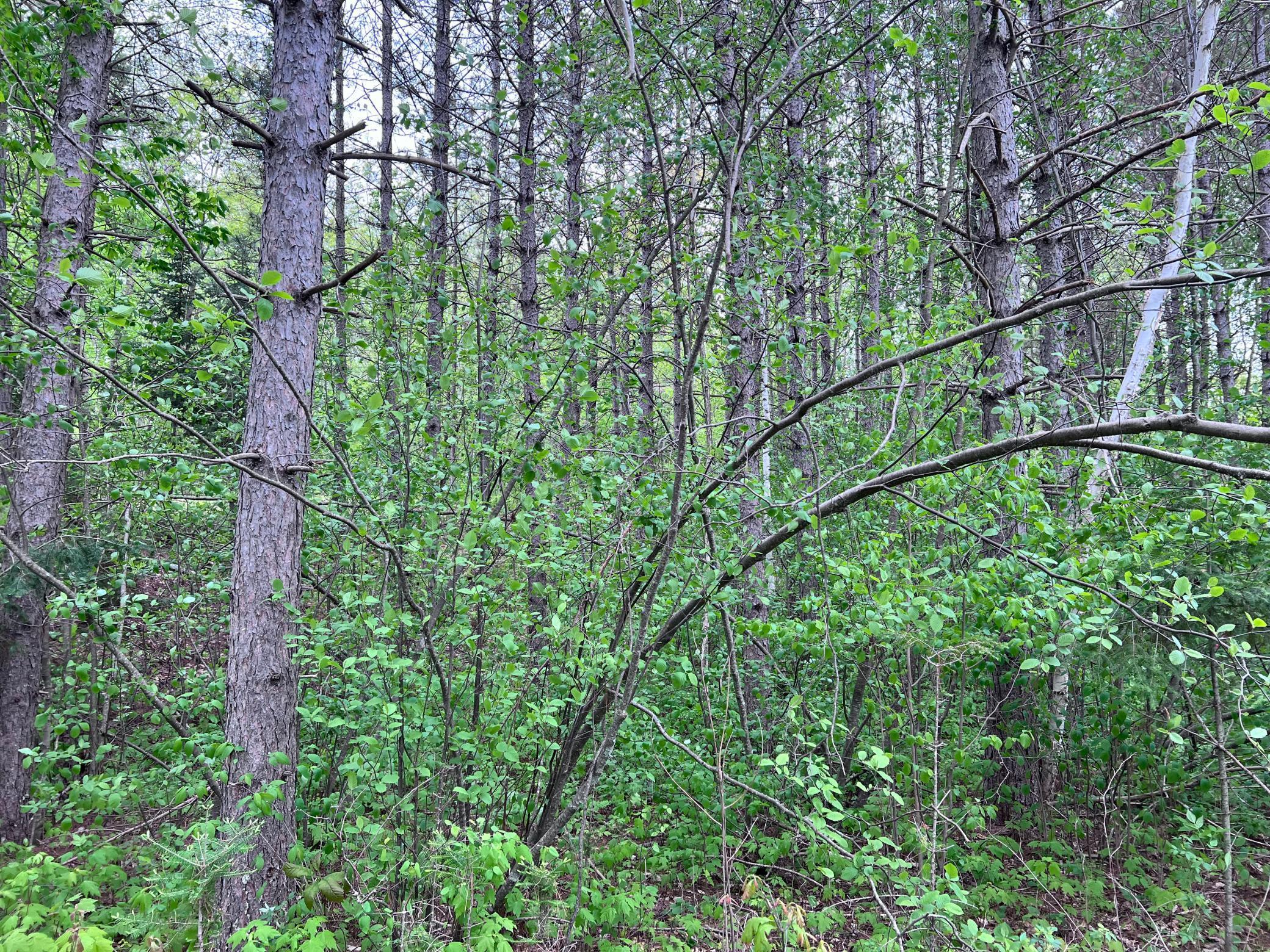 LOT 9 BLOCK 1 Yellow Birch Lane, Emily, Minnesota image 18