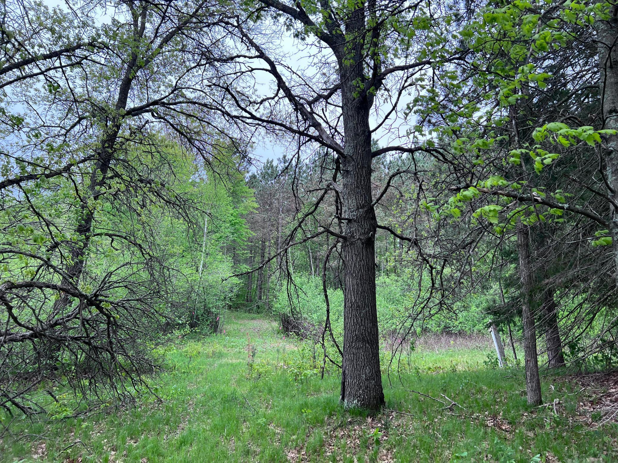 LOT 9 BLOCK 1 Yellow Birch Lane, Emily, Minnesota image 9