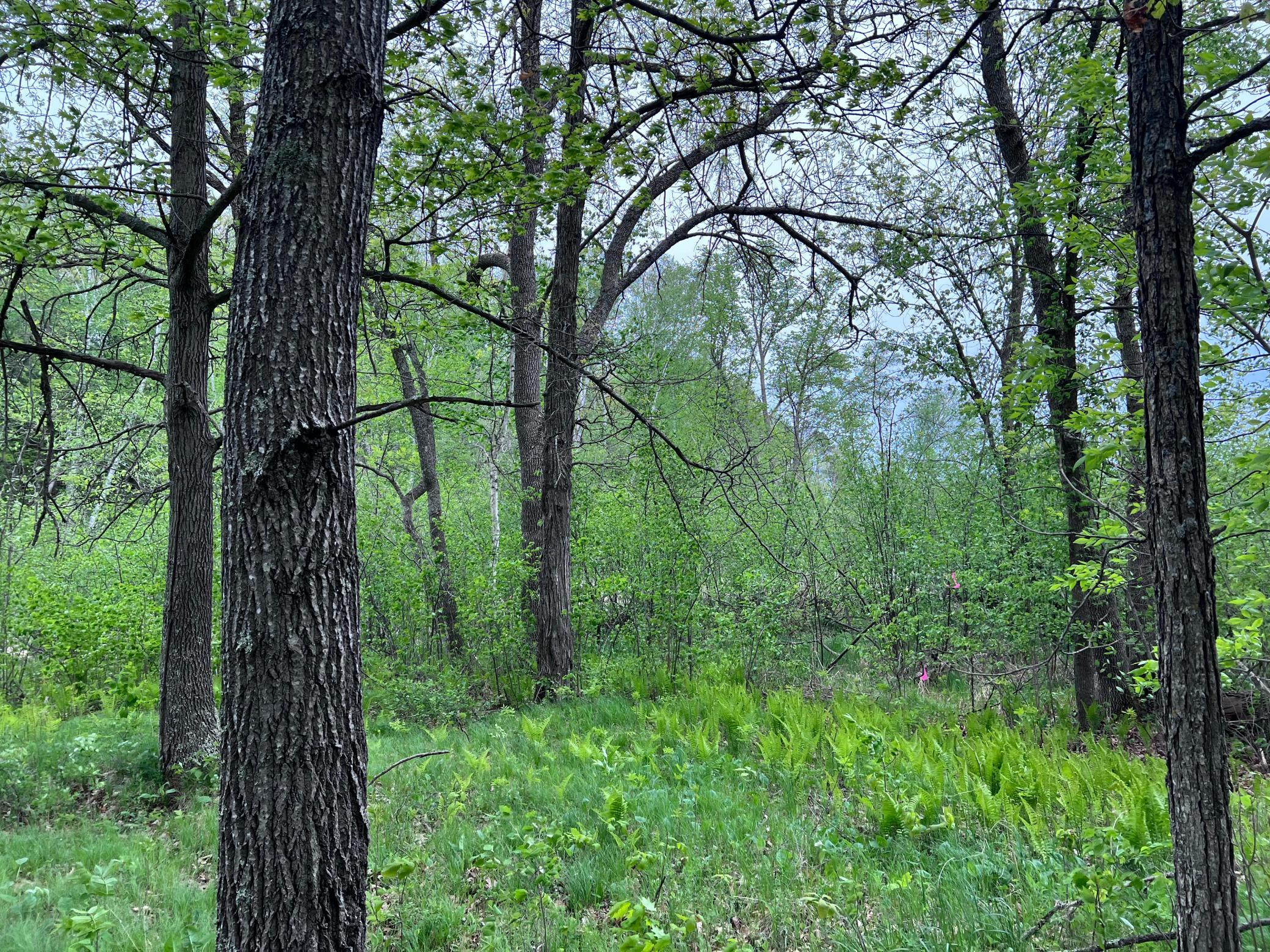 LOT 9 BLOCK 1 Yellow Birch Lane, Emily, Minnesota image 8