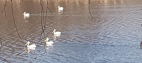 Vacant Land For Sale - N4568 County Road<br/> Pepin County, Arkansaw, WI 54721