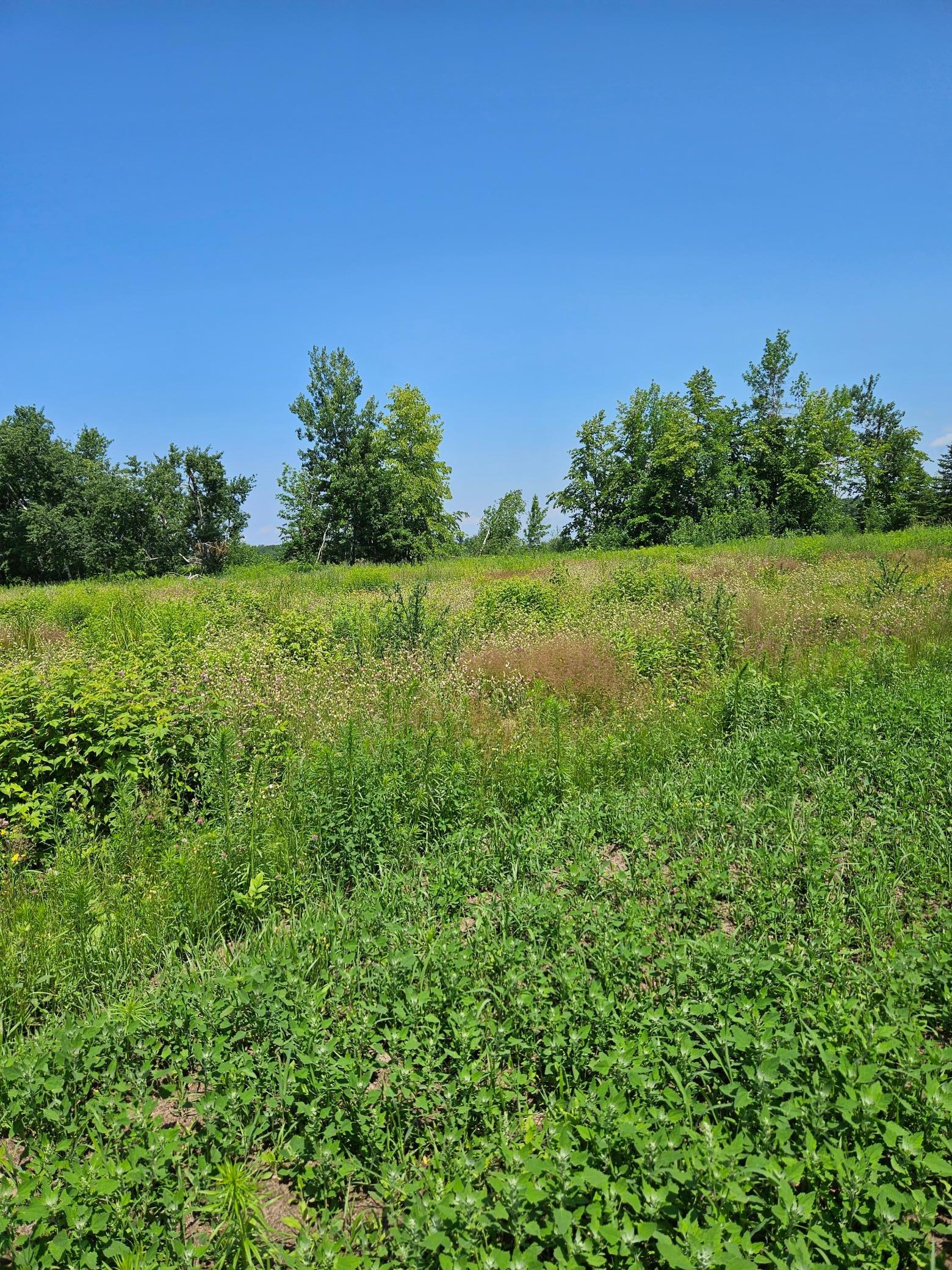 Lot1 Hooper Creek Loop, Baudette, Minnesota image 2