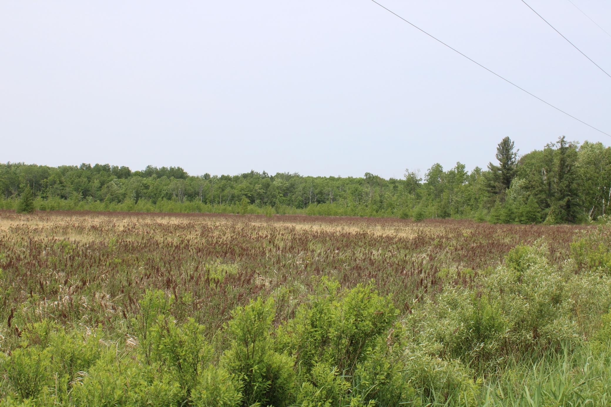 Sandhill, Pine City, Minnesota image 7