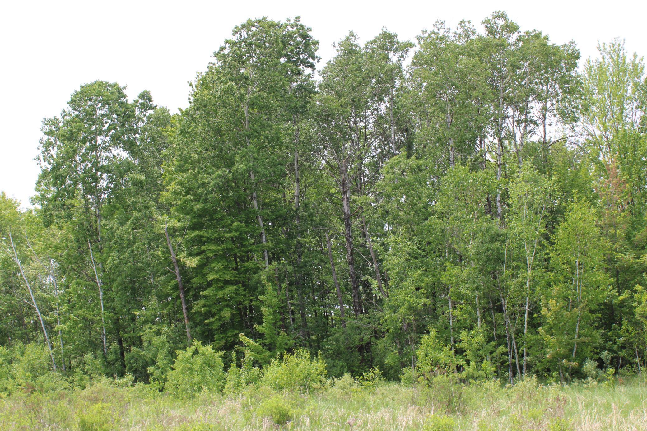 Sandhill, Pine City, Minnesota image 9
