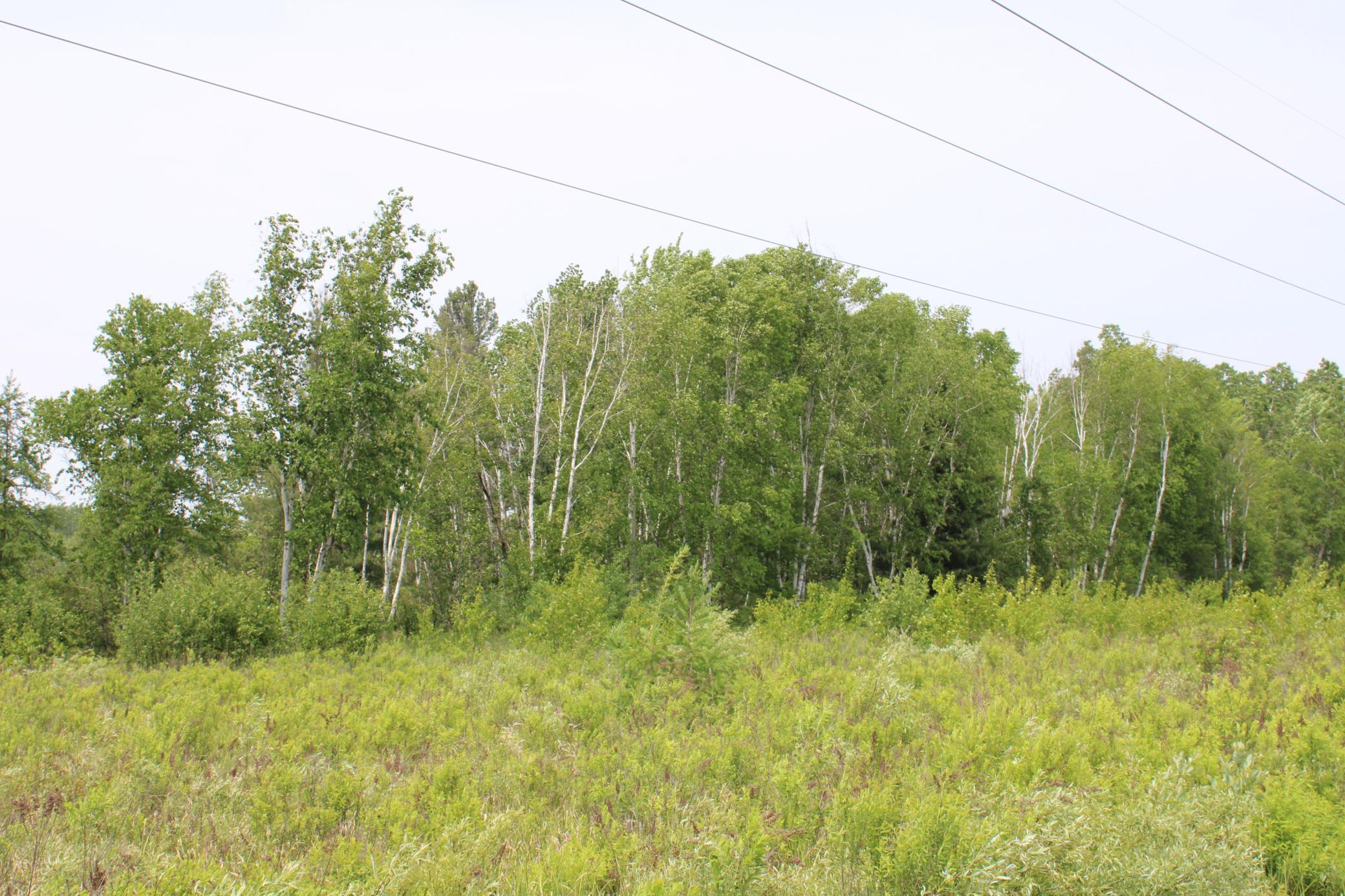Sandhill, Pine City, Minnesota image 8