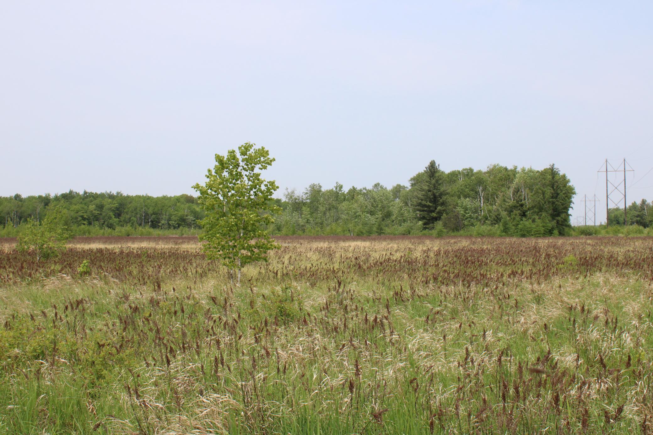 Sandhill, Pine City, Minnesota image 5