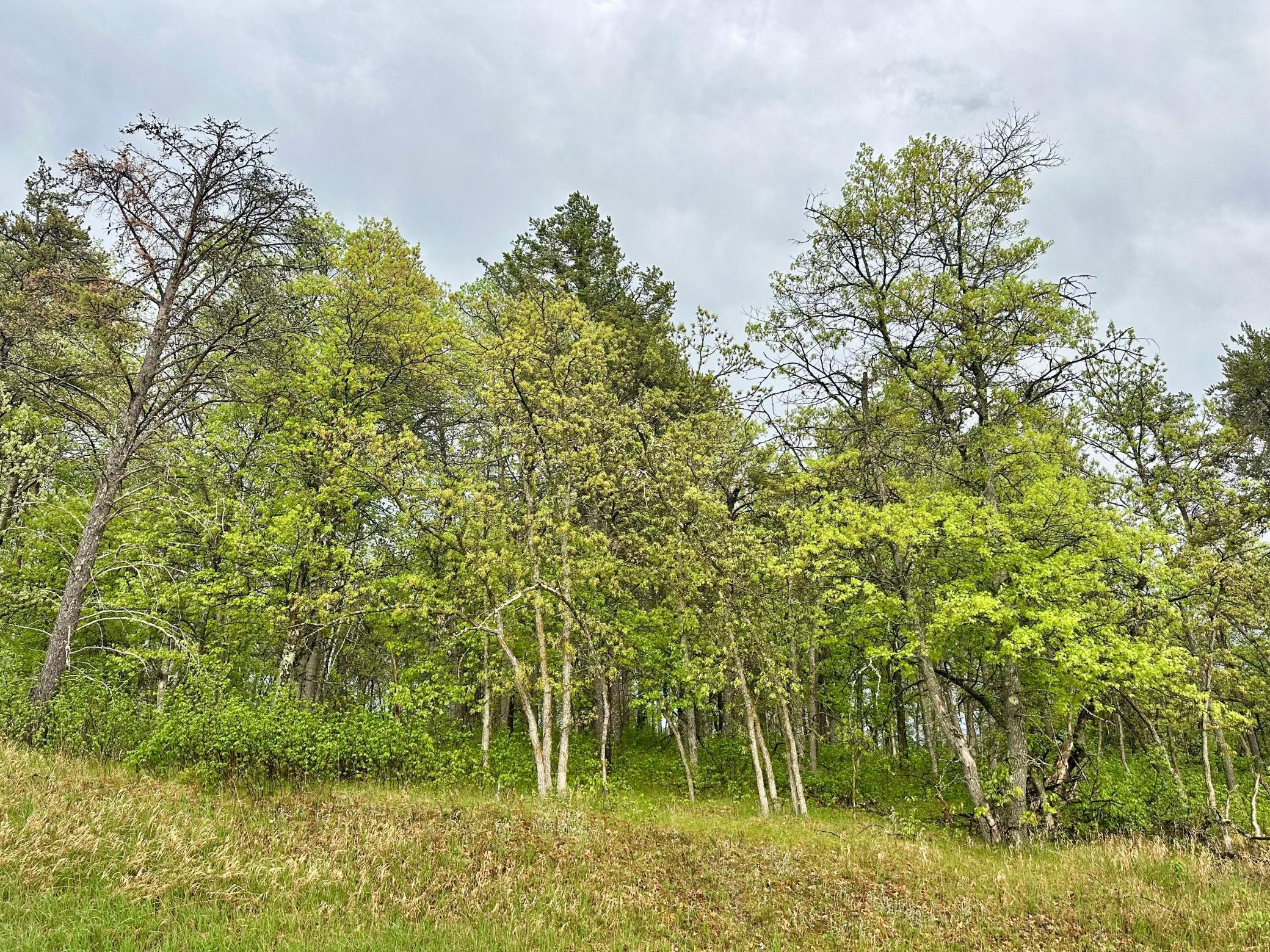 TBD Lot 1 Fairway Trail, Park Rapids, Minnesota image 2