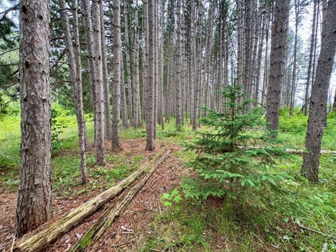 Vacant Land For Sale - TBD 20TH ST. SW 20 St. Sw<br/> Pine River, MN 56474