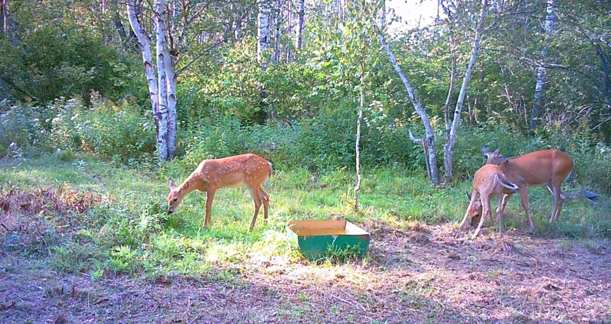 3329 Reuben Johnson Road, Kettle River, Minnesota image 37