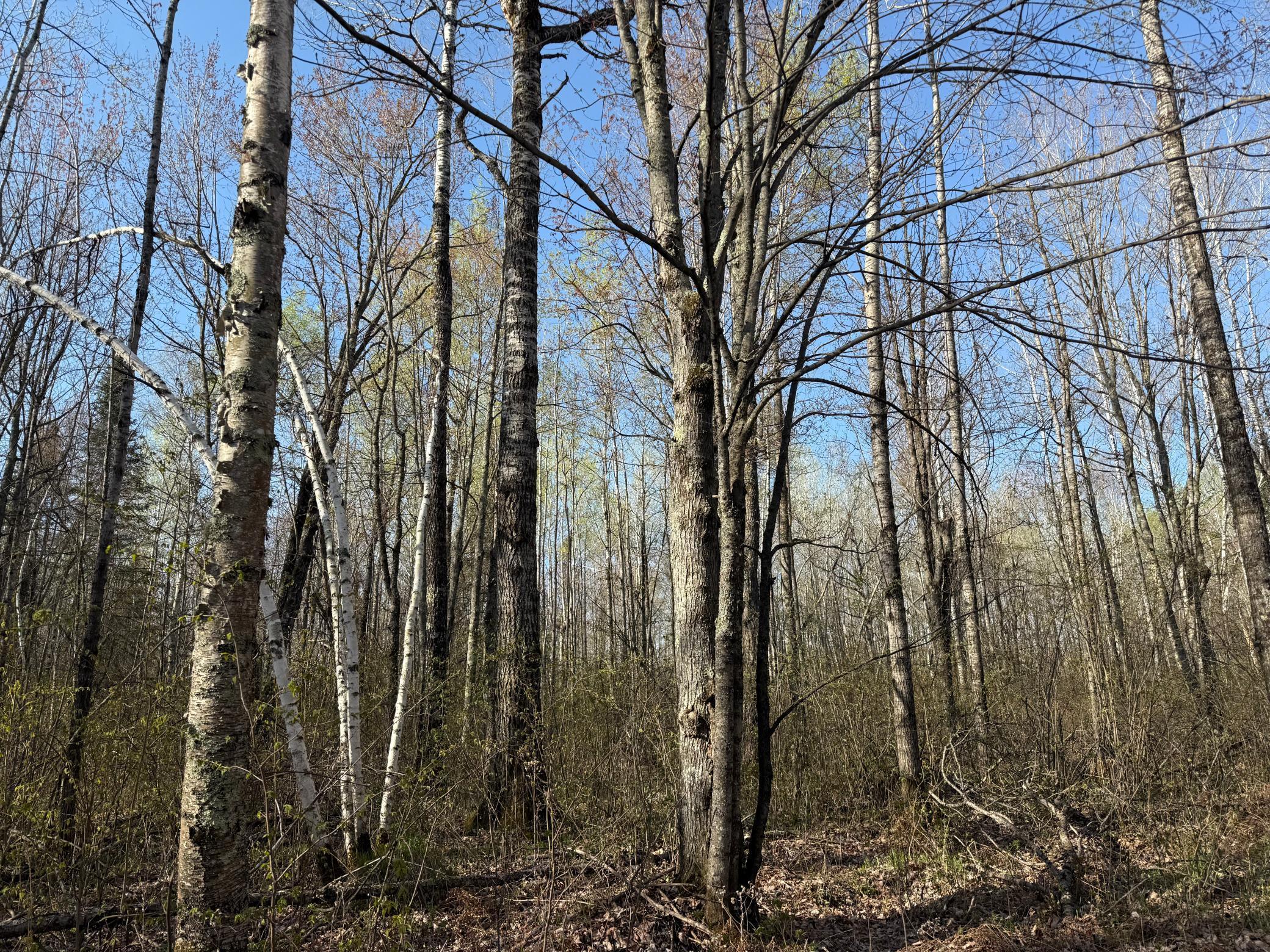 3329 Reuben Johnson Road, Kettle River, Minnesota image 25