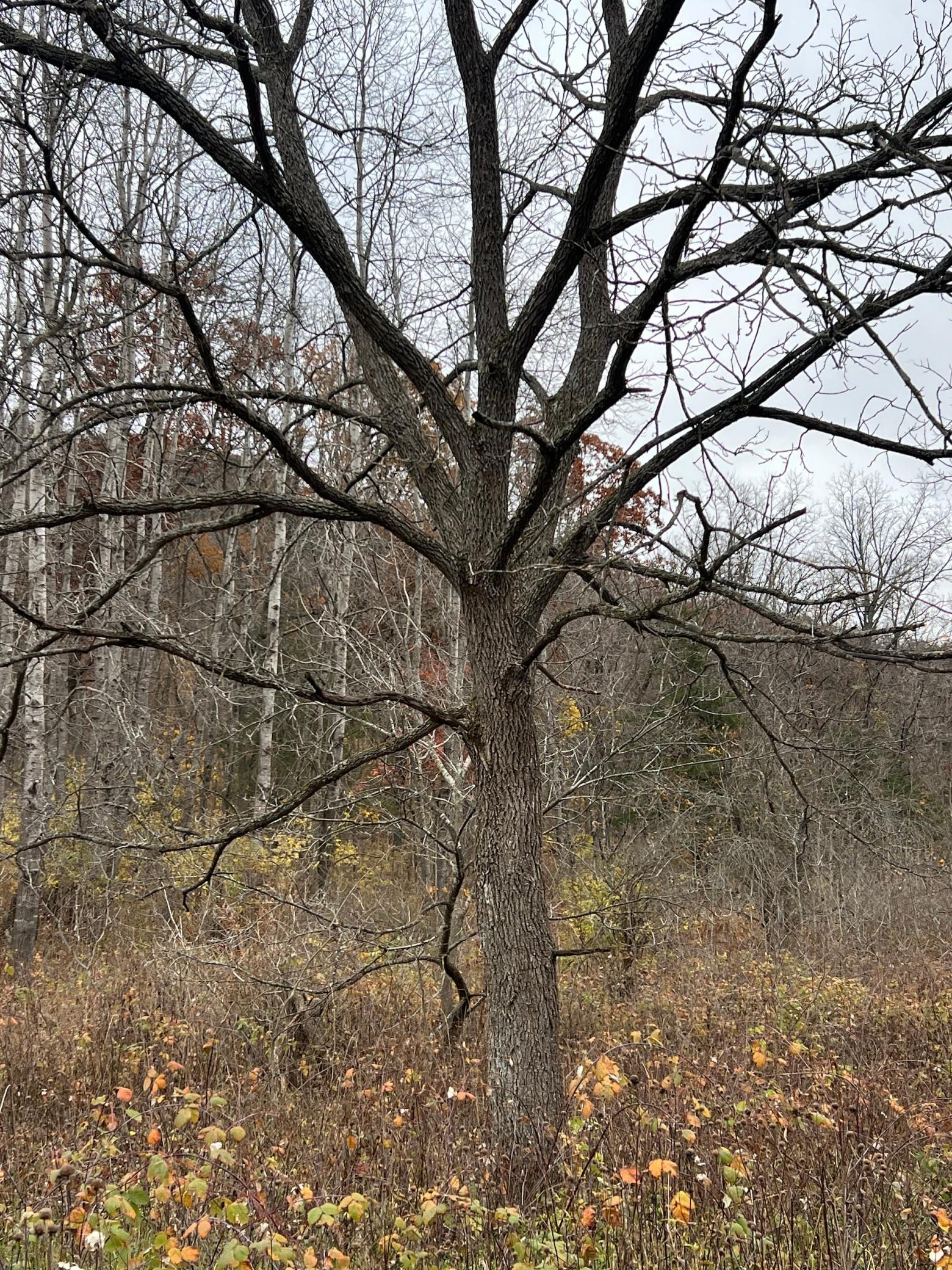 Xxx East Twin Ridge Road, Houston, Minnesota image 18