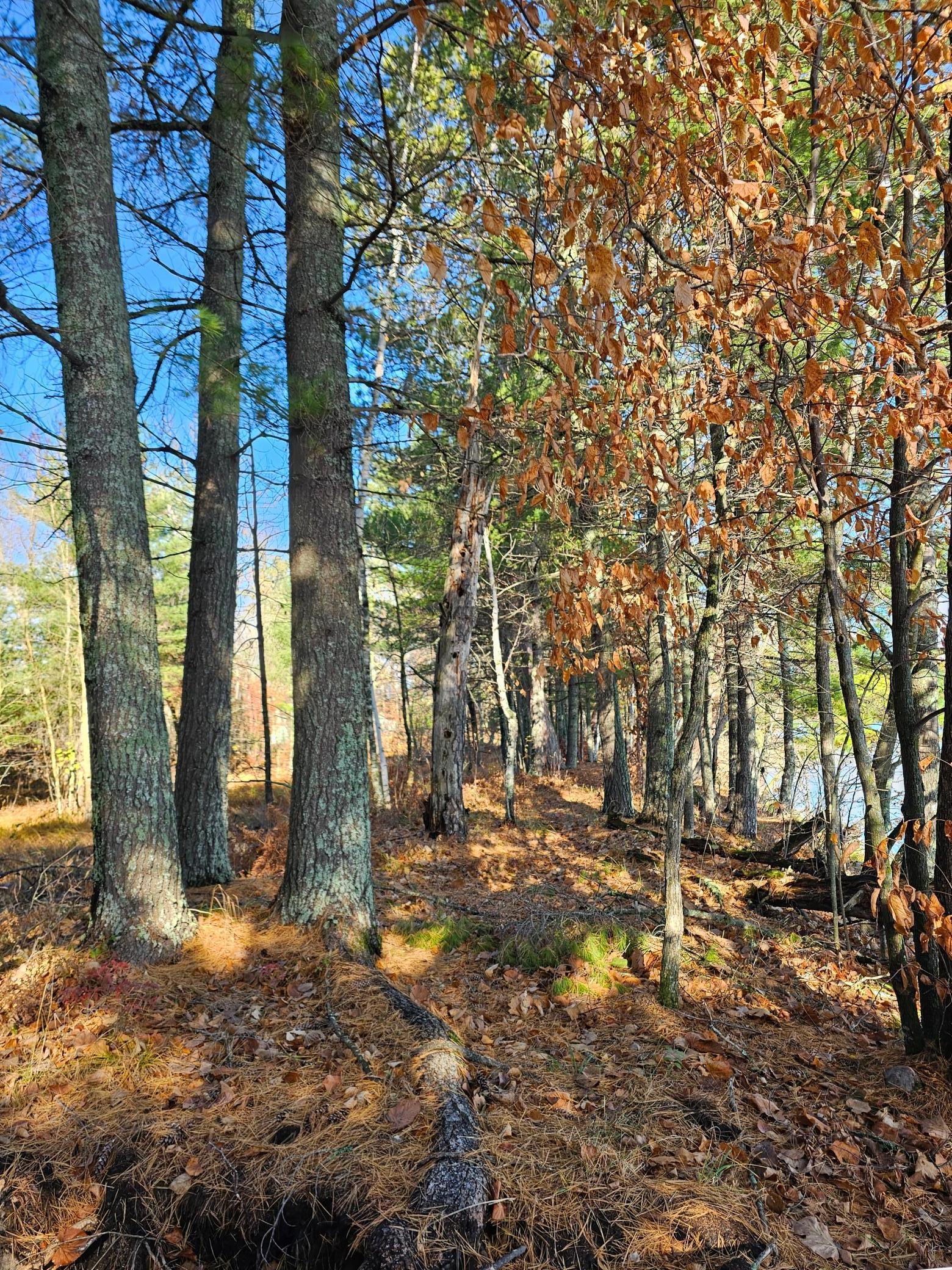 TBD Hazelnut Trail, Nevis, Minnesota image 22