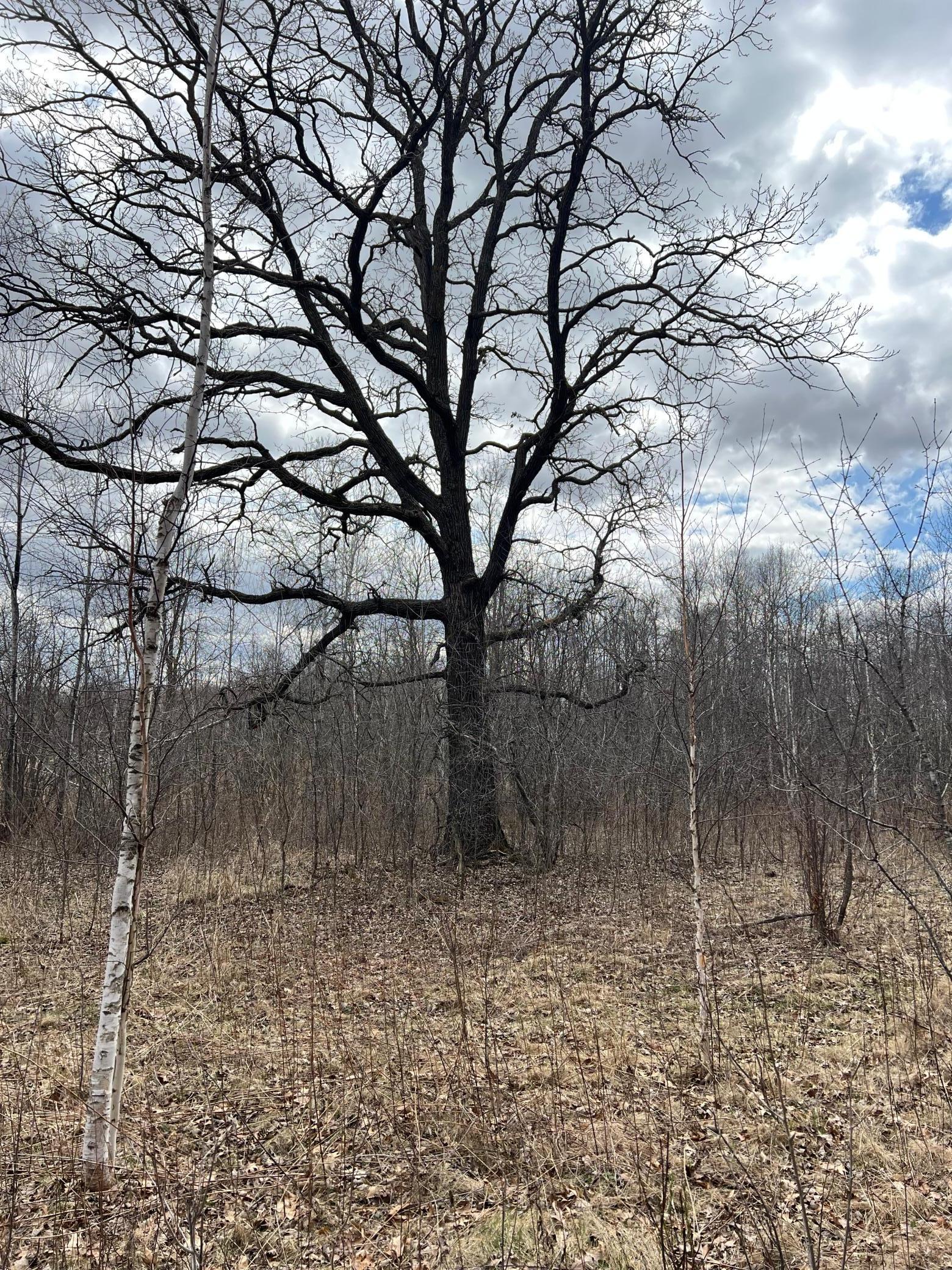 TBD Ivy Road, Milaca, Minnesota image 22