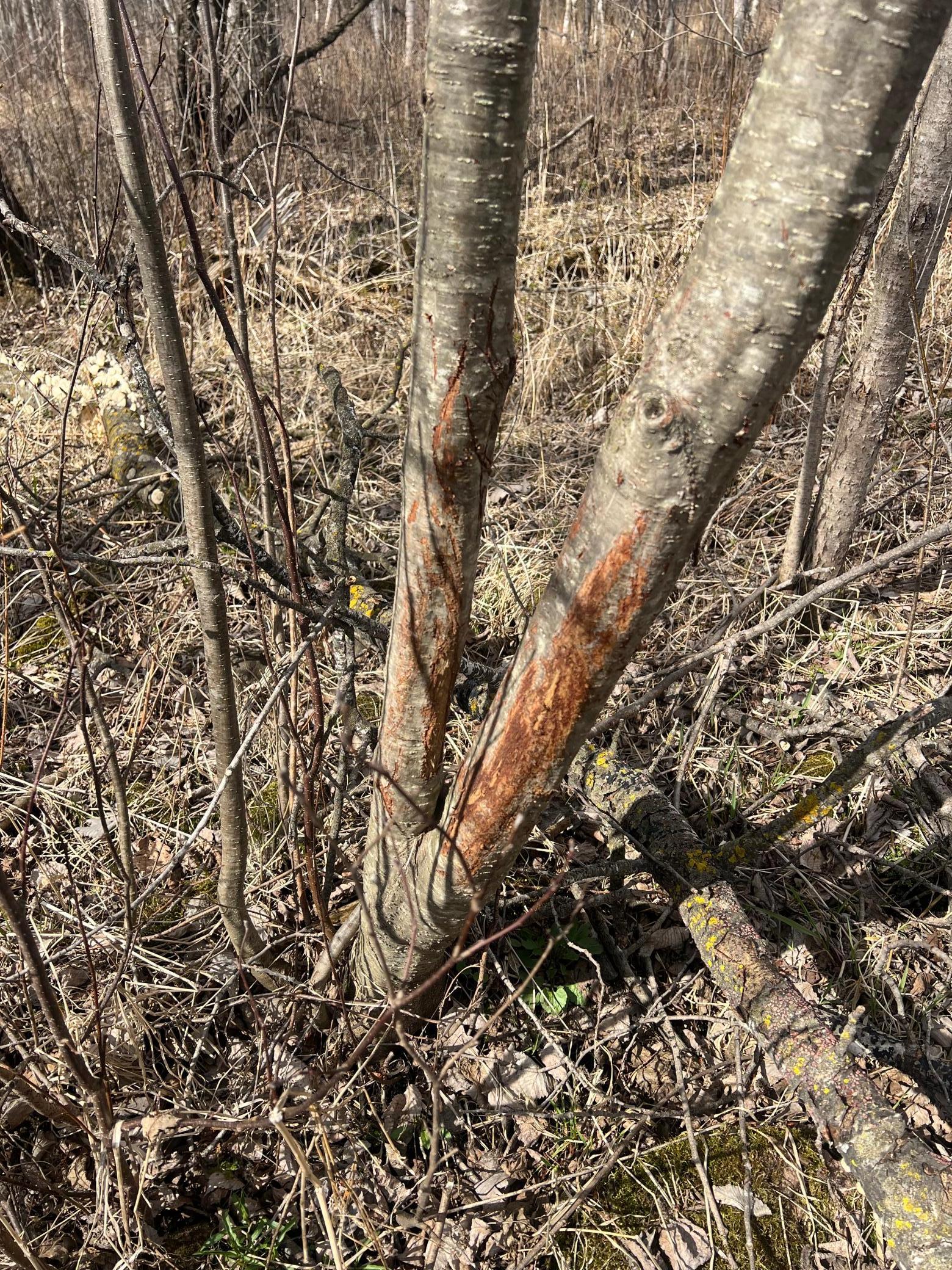 TBD Ivy Road, Milaca, Minnesota image 14