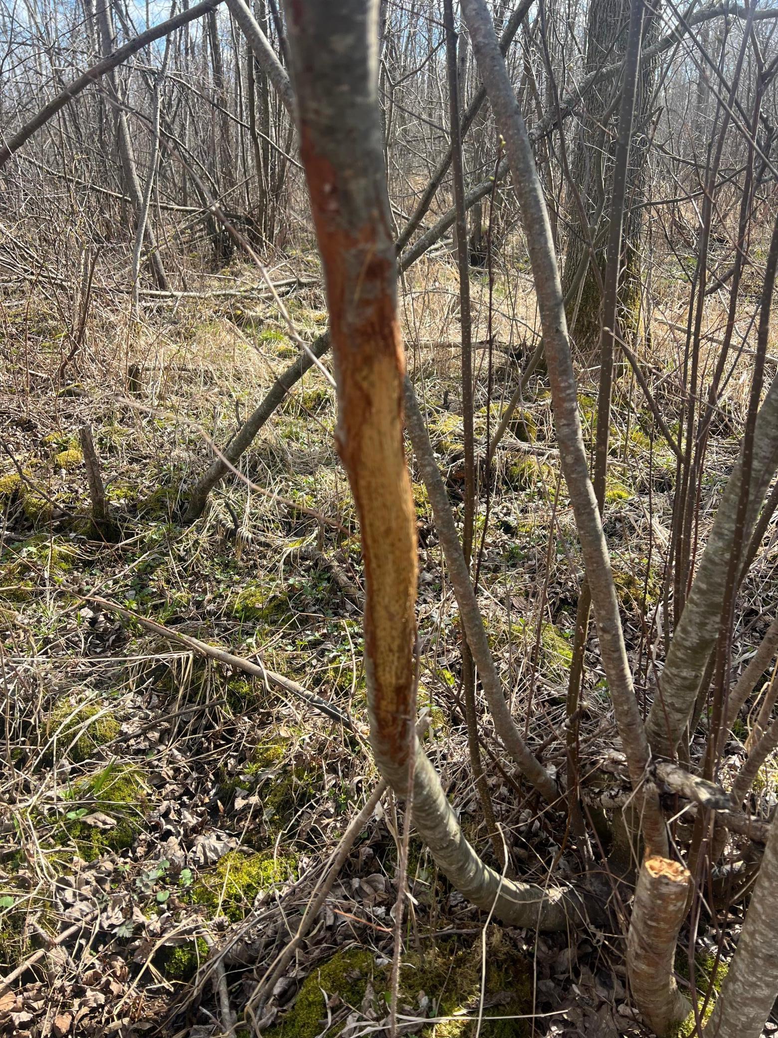 TBD Ivy Road, Milaca, Minnesota image 6