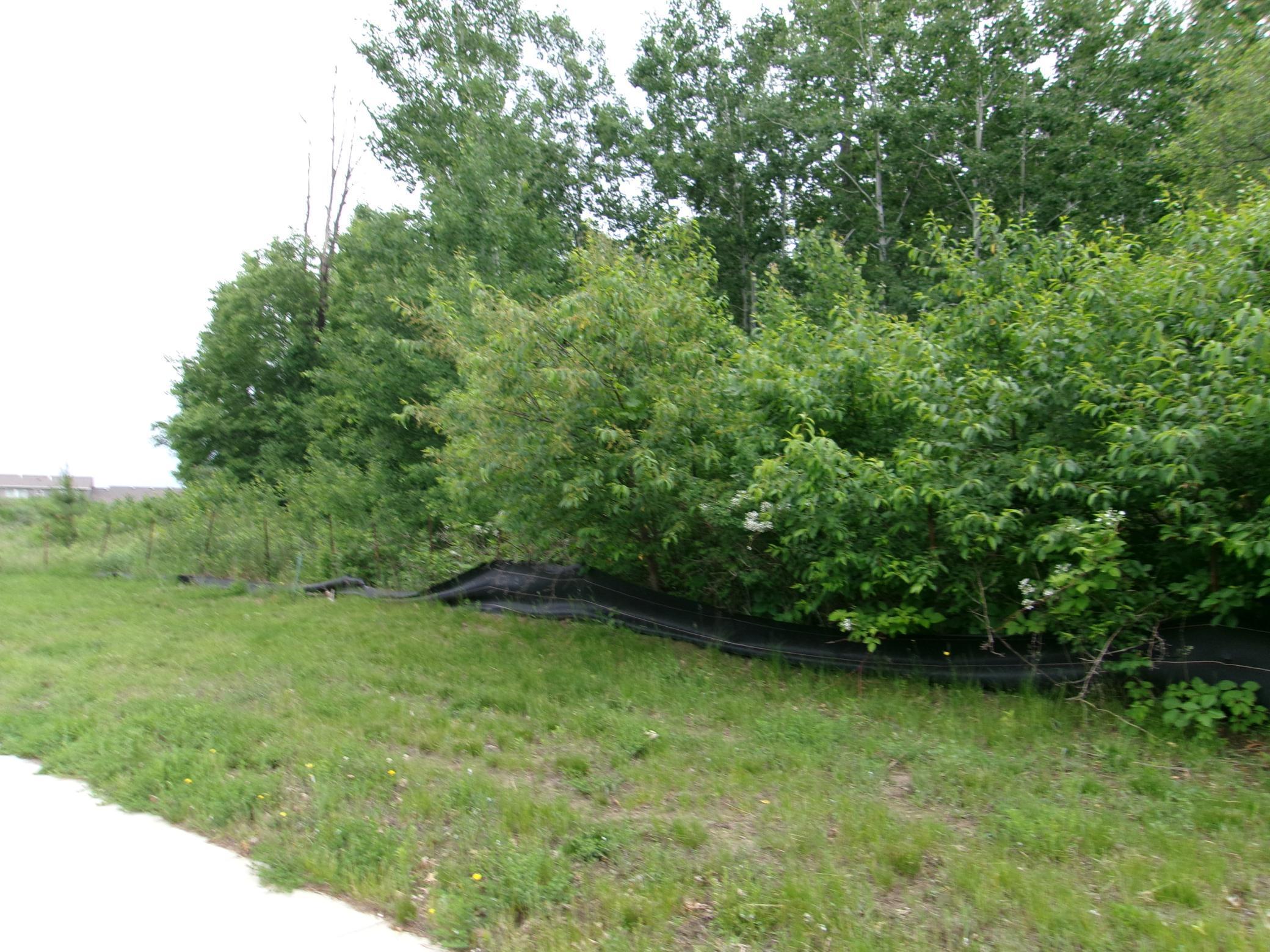 17740 Lincoln Street, Elk River, Minnesota image 3