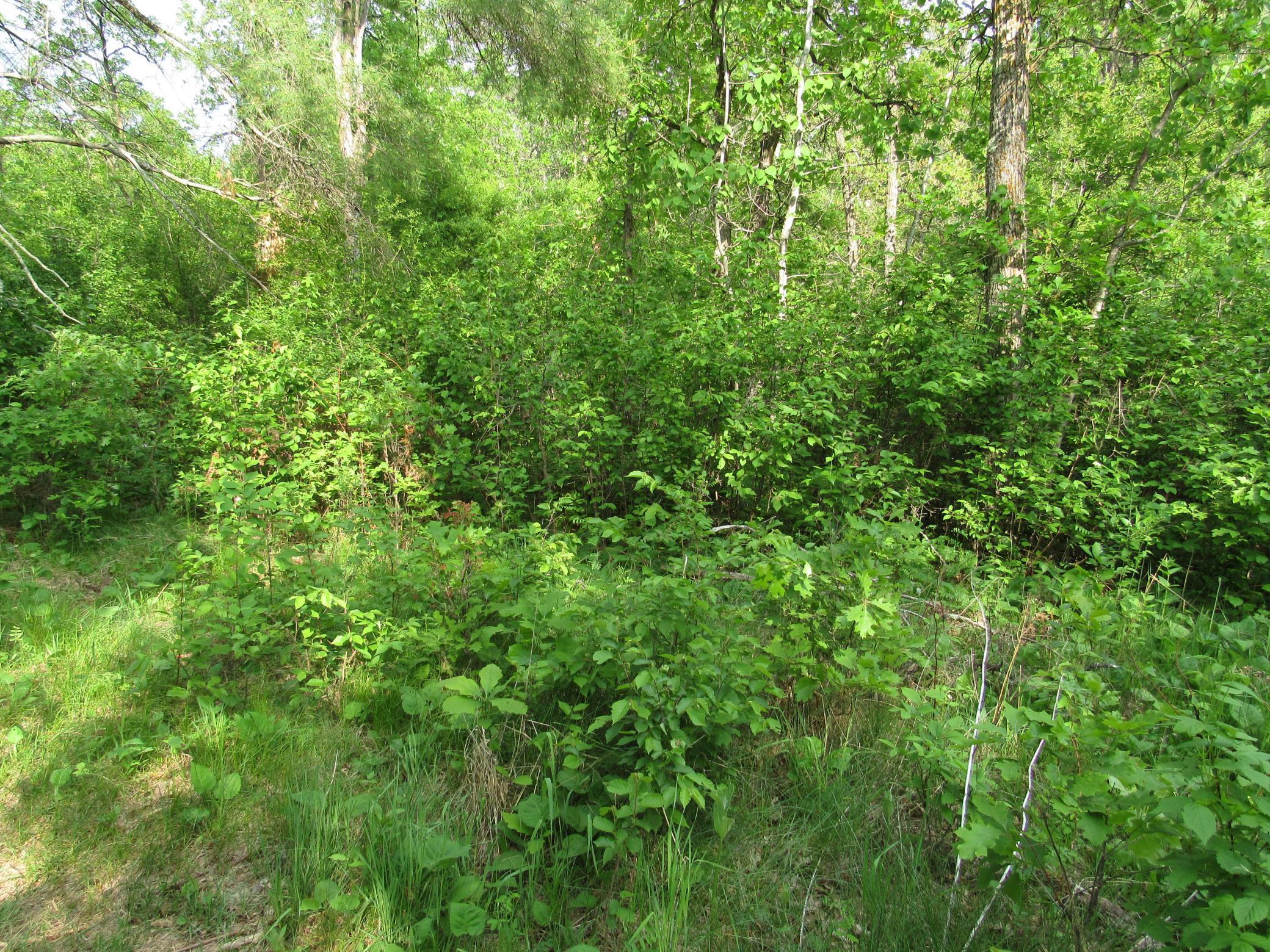 TBD 32nd Ave, Backus, Minnesota image 4