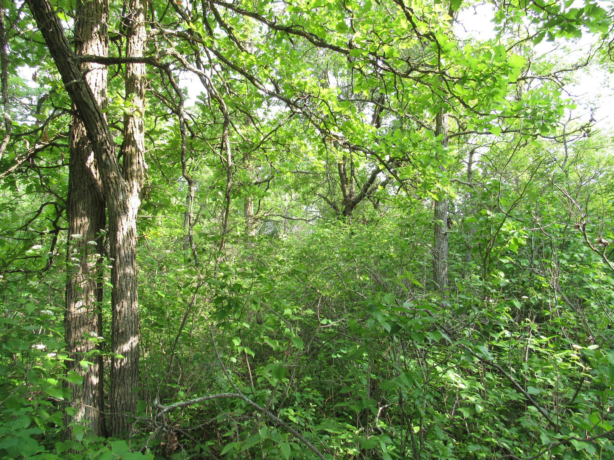 TBD 32nd Ave, Backus, Minnesota image 3