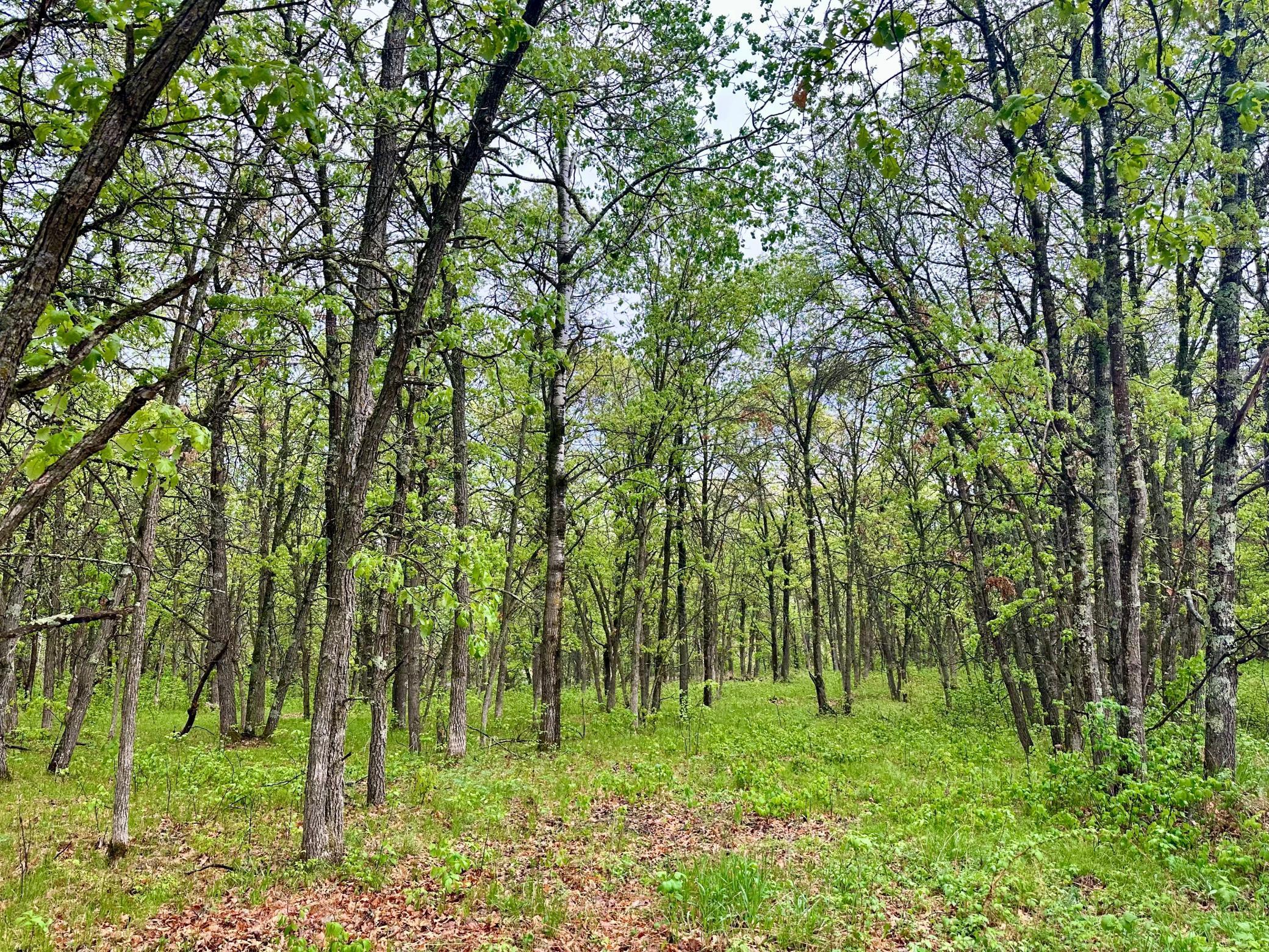 TBD Lot 4 204th St, Park Rapids, Minnesota image 1