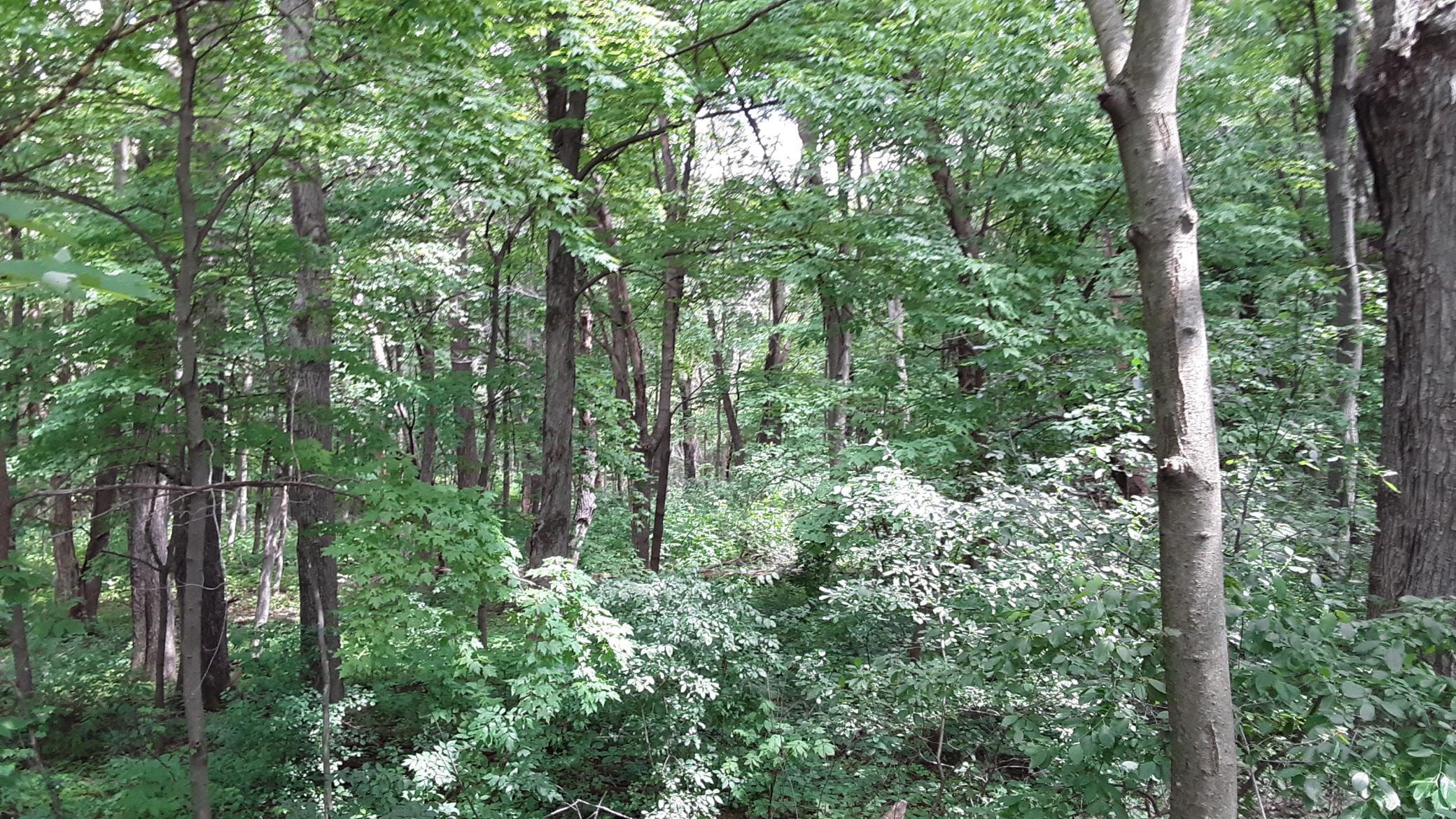 Lot 2 Block 1 Kettle River Boulevard, Columbus, Minnesota image 11