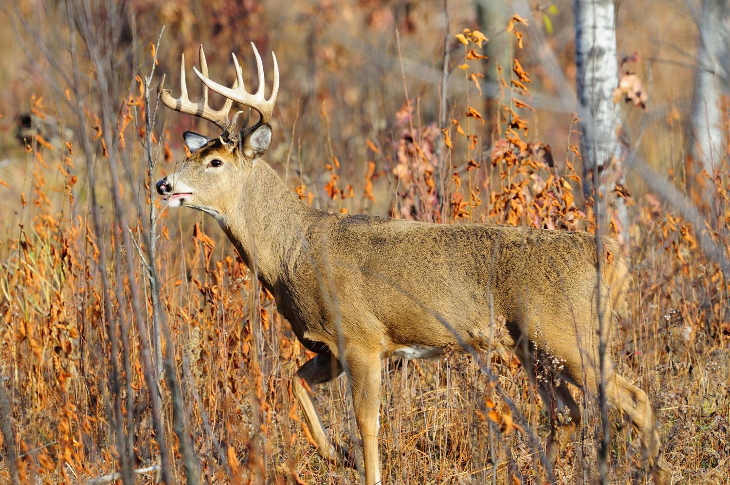 TBD Corner Trail Road, Fort Ripley, Minnesota image 30