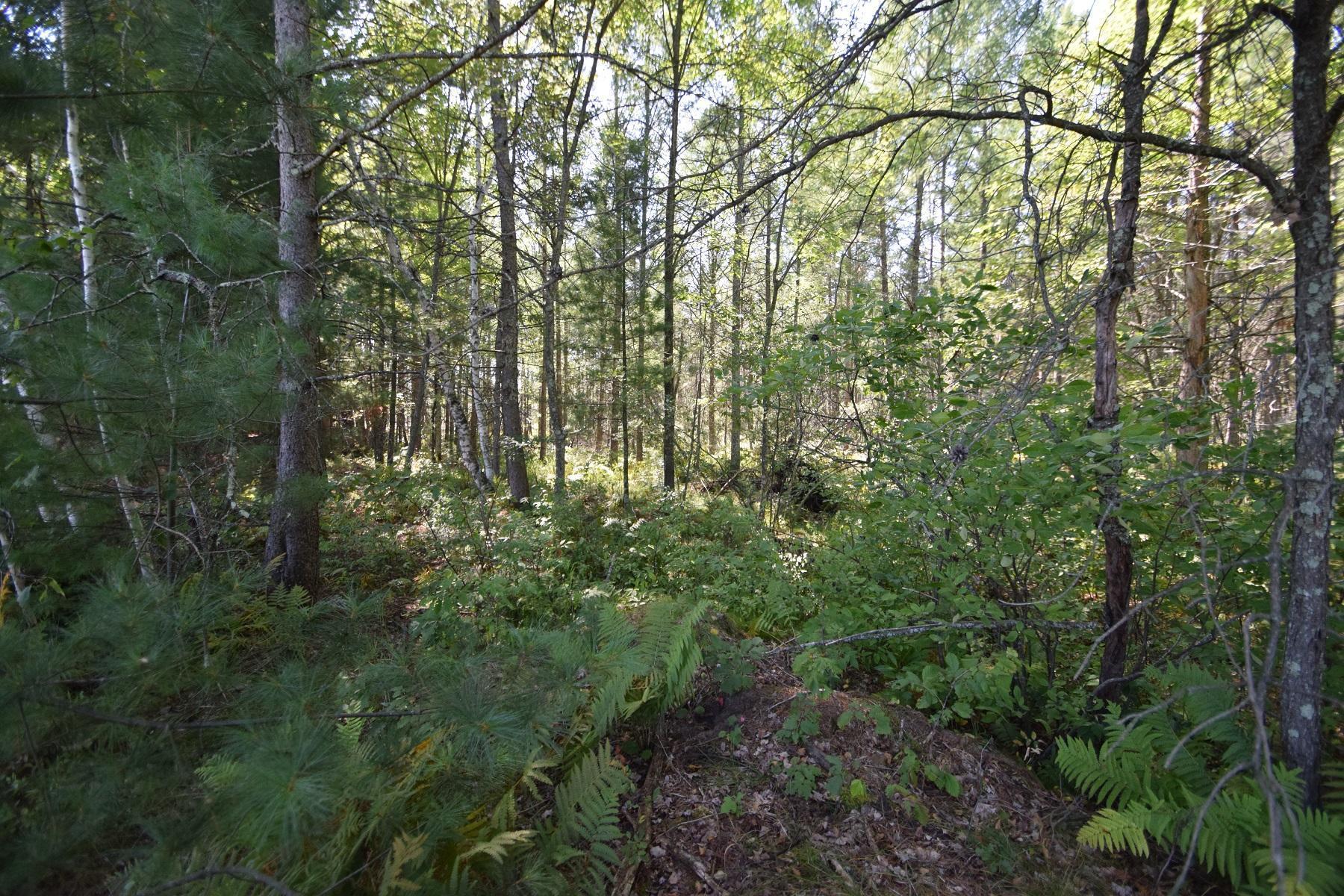 Lot #2 Olsen Road, Webster, Wisconsin image 6