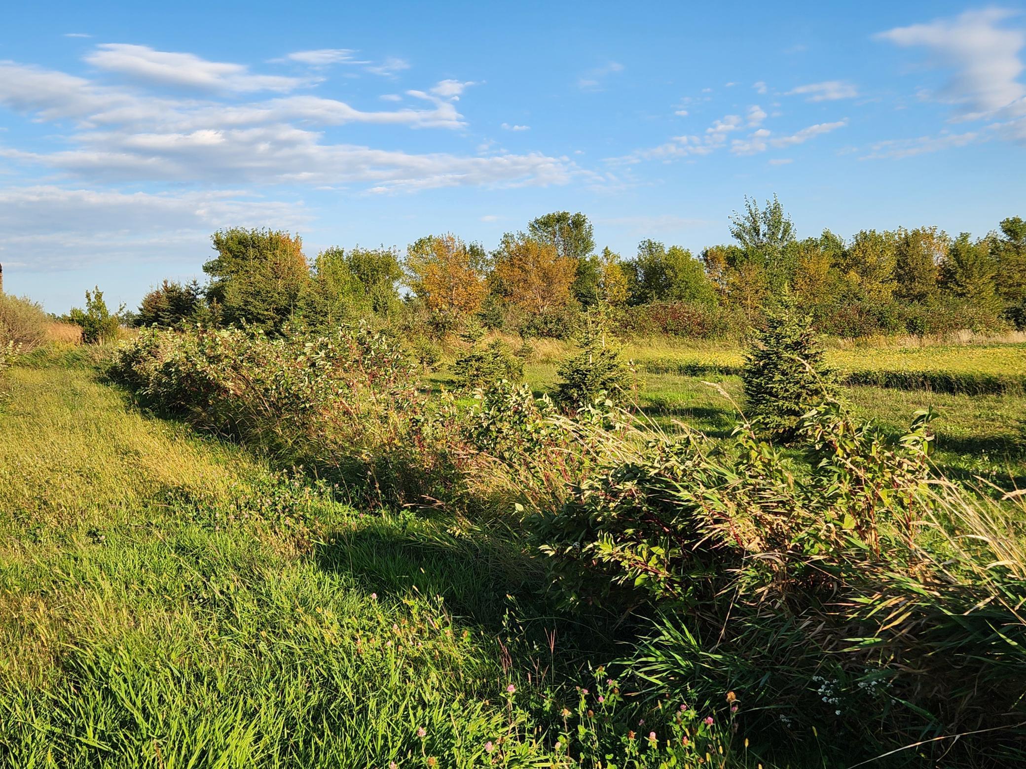 2051 120th Street, Balaton, Minnesota image 36