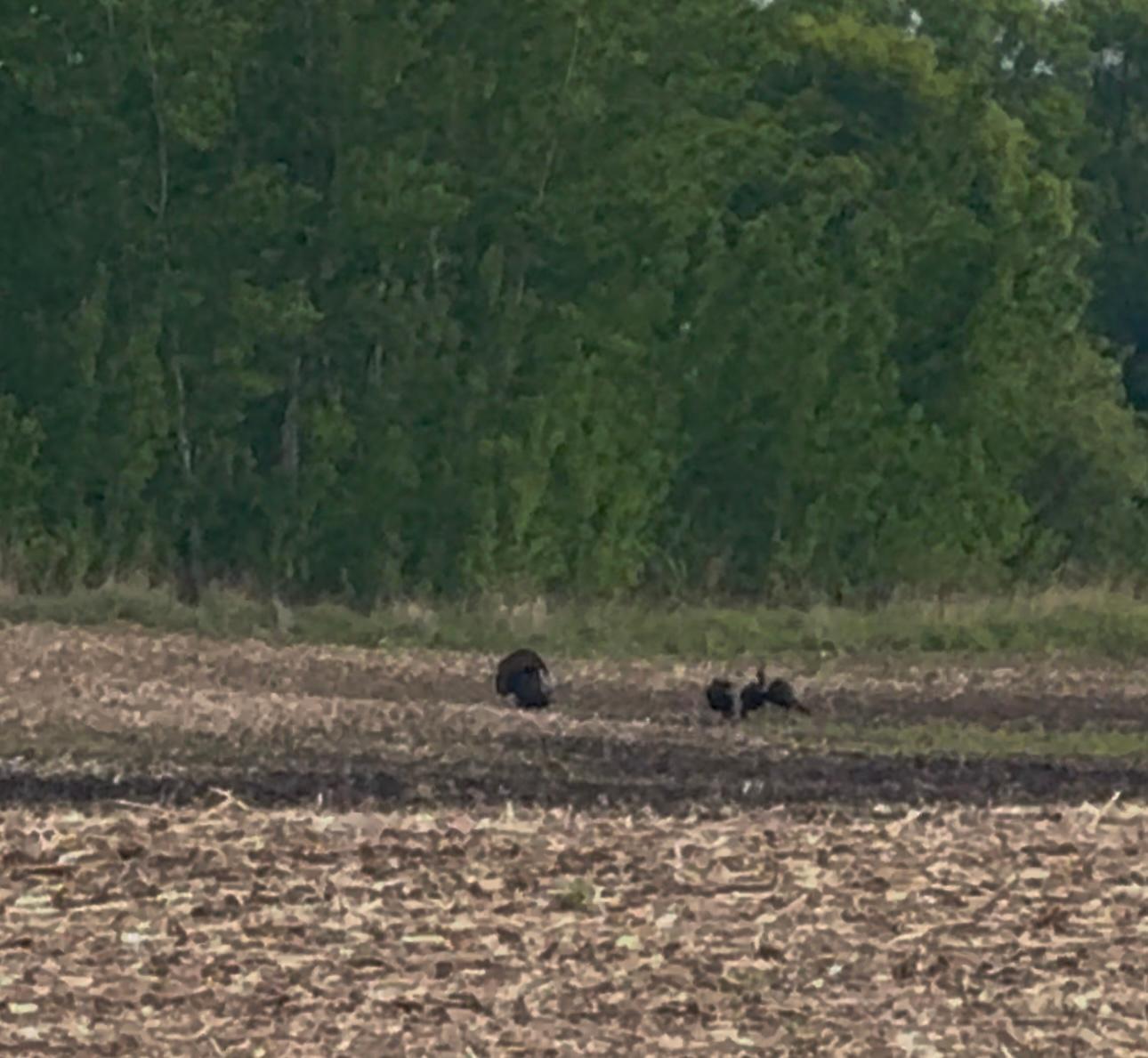 TBD-80+/-AC 470th Street, Harris, Minnesota image 34