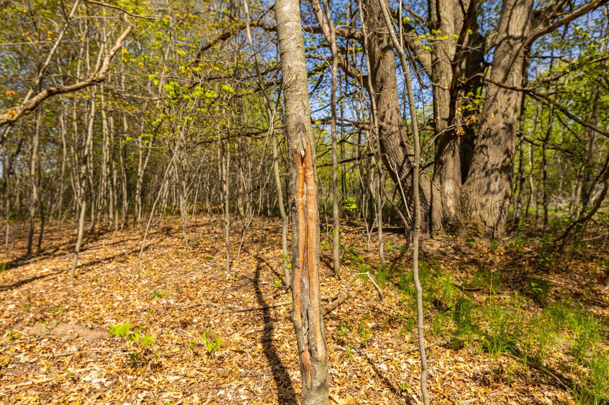 TBD-80+/-AC 470th Street, Harris, Minnesota image 17