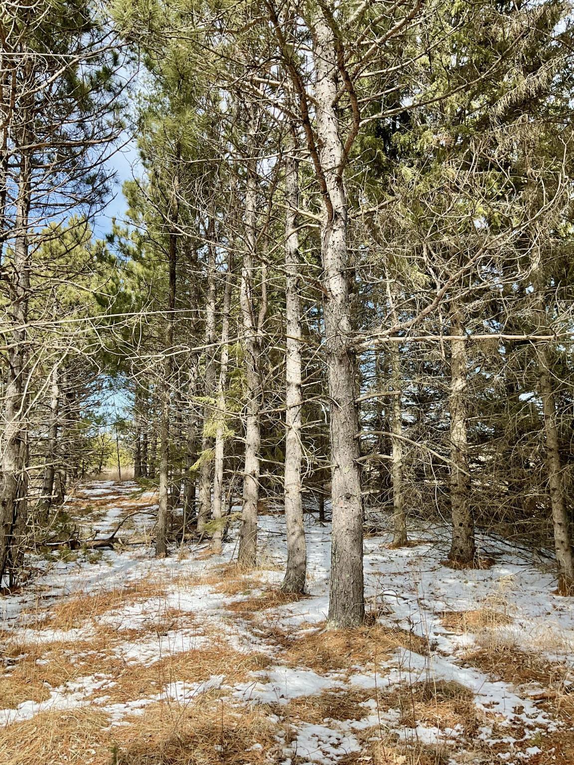22074 Gumby Bear Road, Park Rapids, Minnesota image 8
