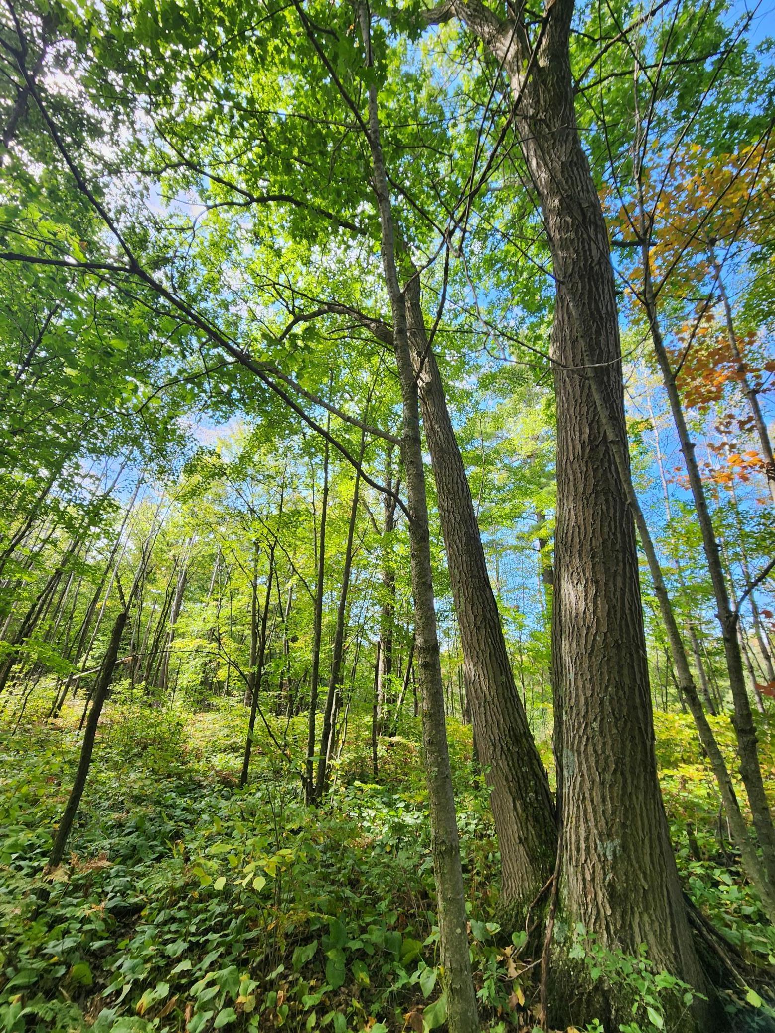 000 Bitternut Lane, Hinckley, Minnesota image 9