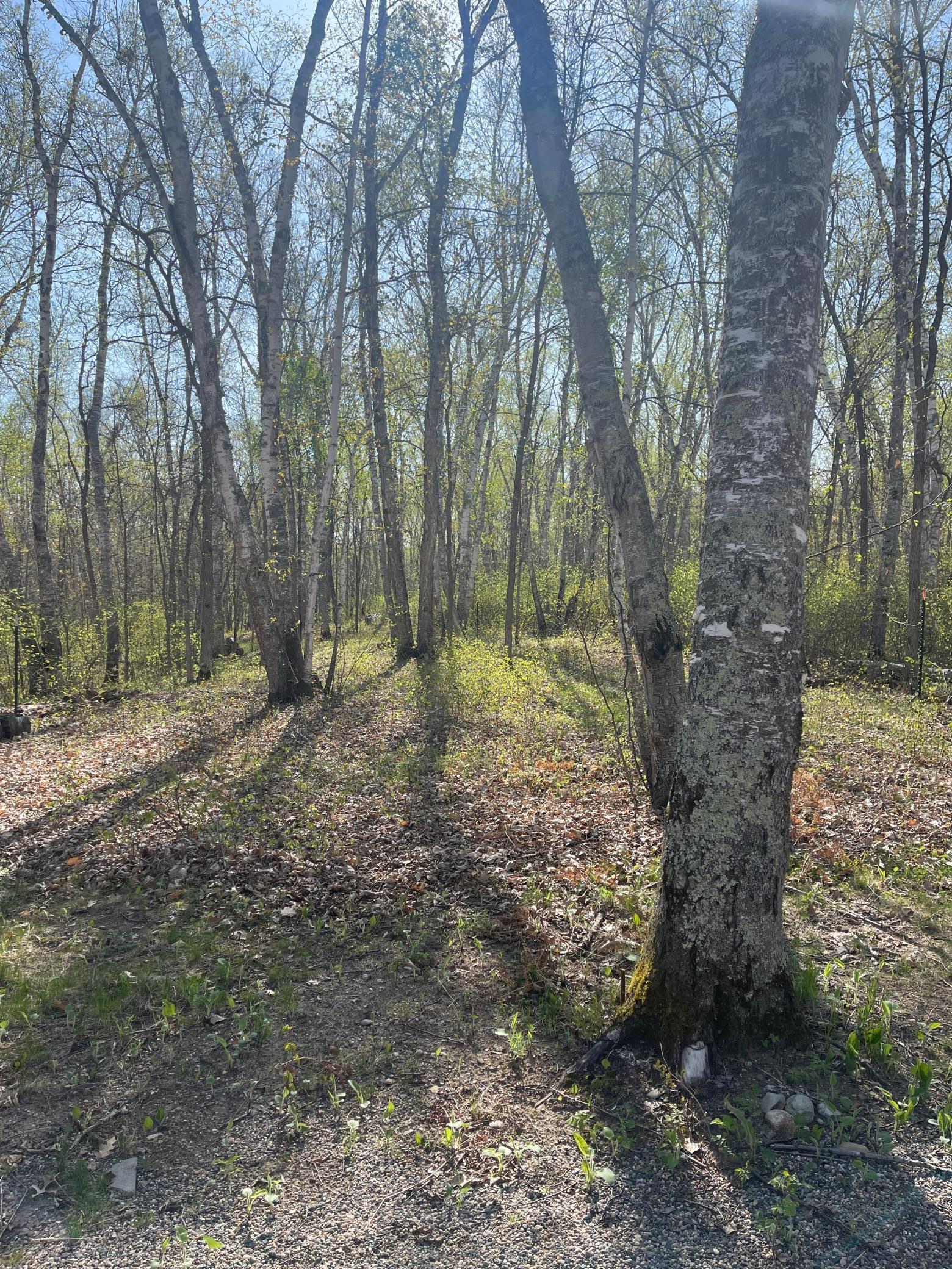 1544 Willard Lake Road, Backus, Minnesota image 7