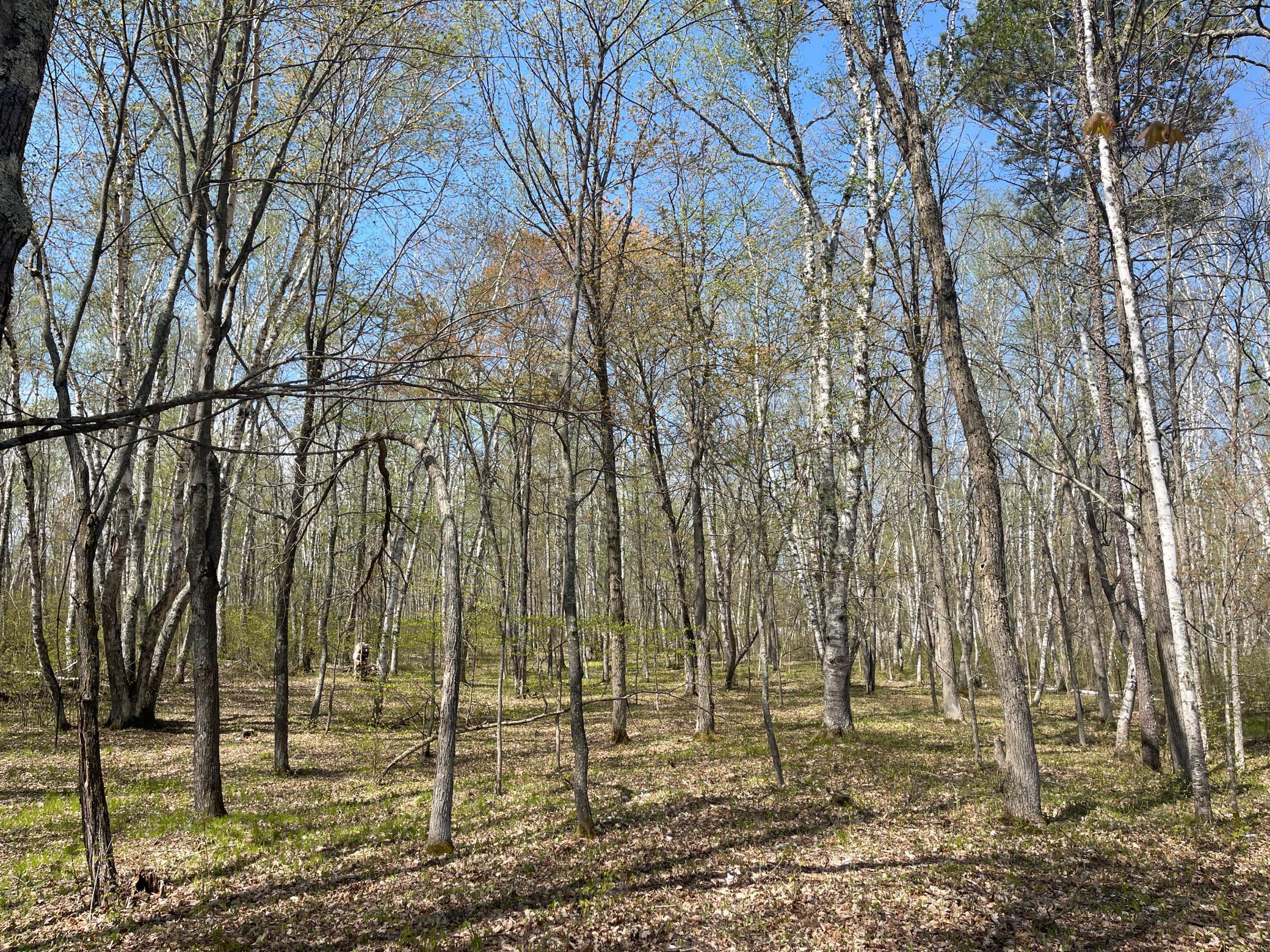 1544 Willard Lake Road, Backus, Minnesota image 19
