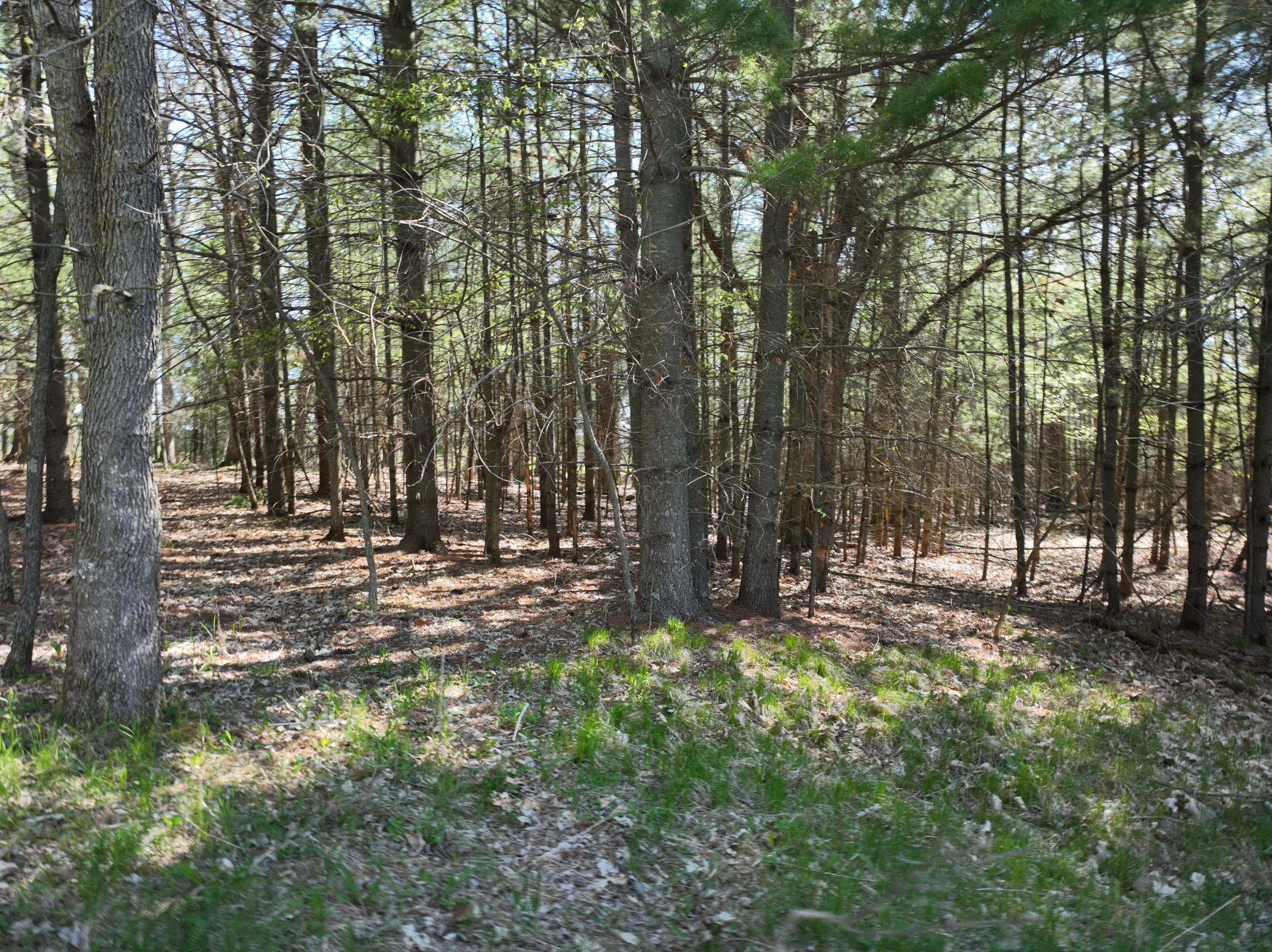 TBD County Road 14, Browerville, Minnesota image 12