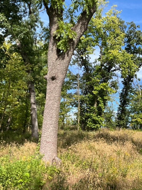 Vacant Land For Sale - TBD Twin Bluff Lane S<br/> Pepin County, Stockholm, WI 54769
