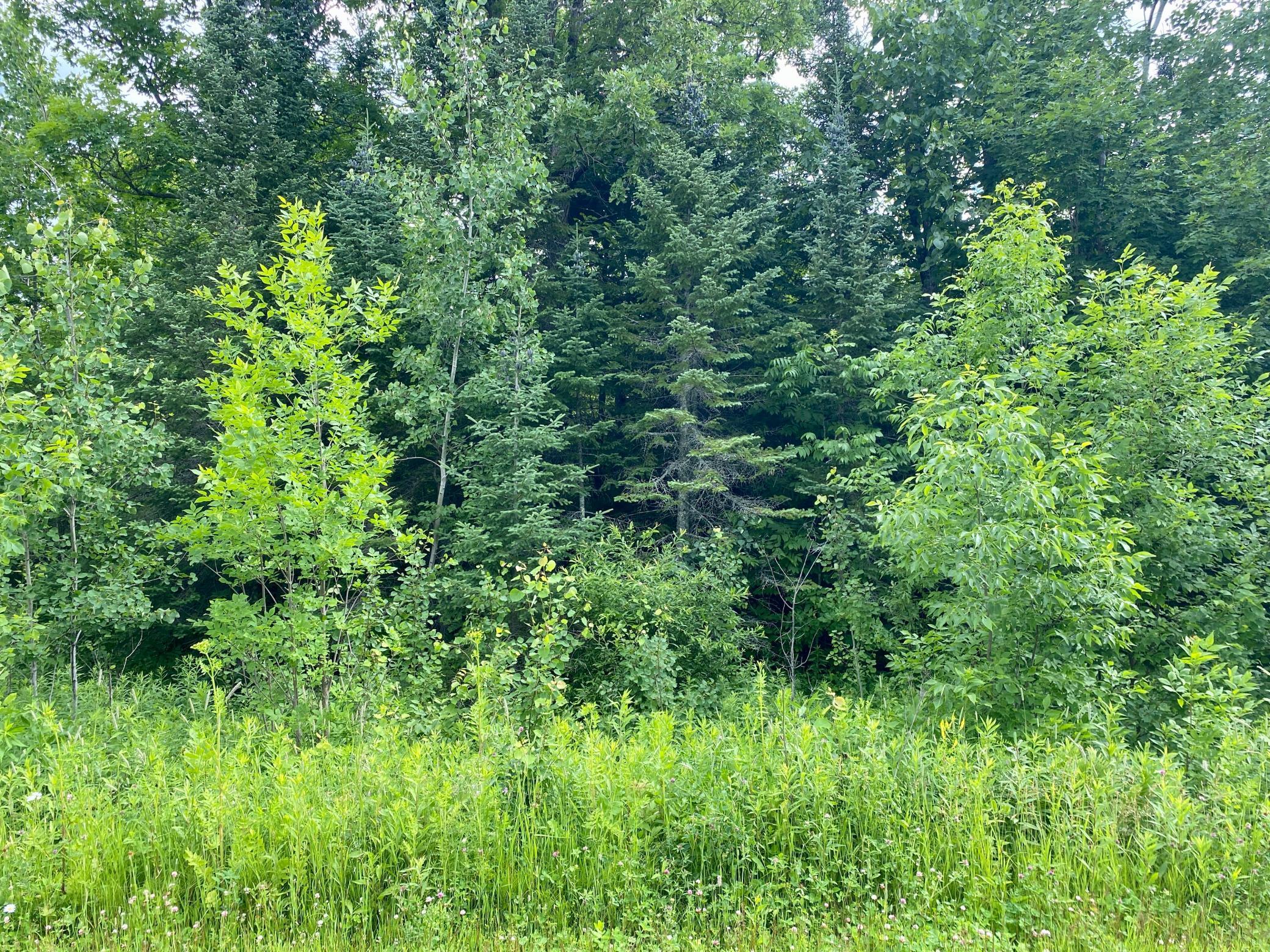 Lot 12 Natures Trail, Federal Dam, Minnesota image 3