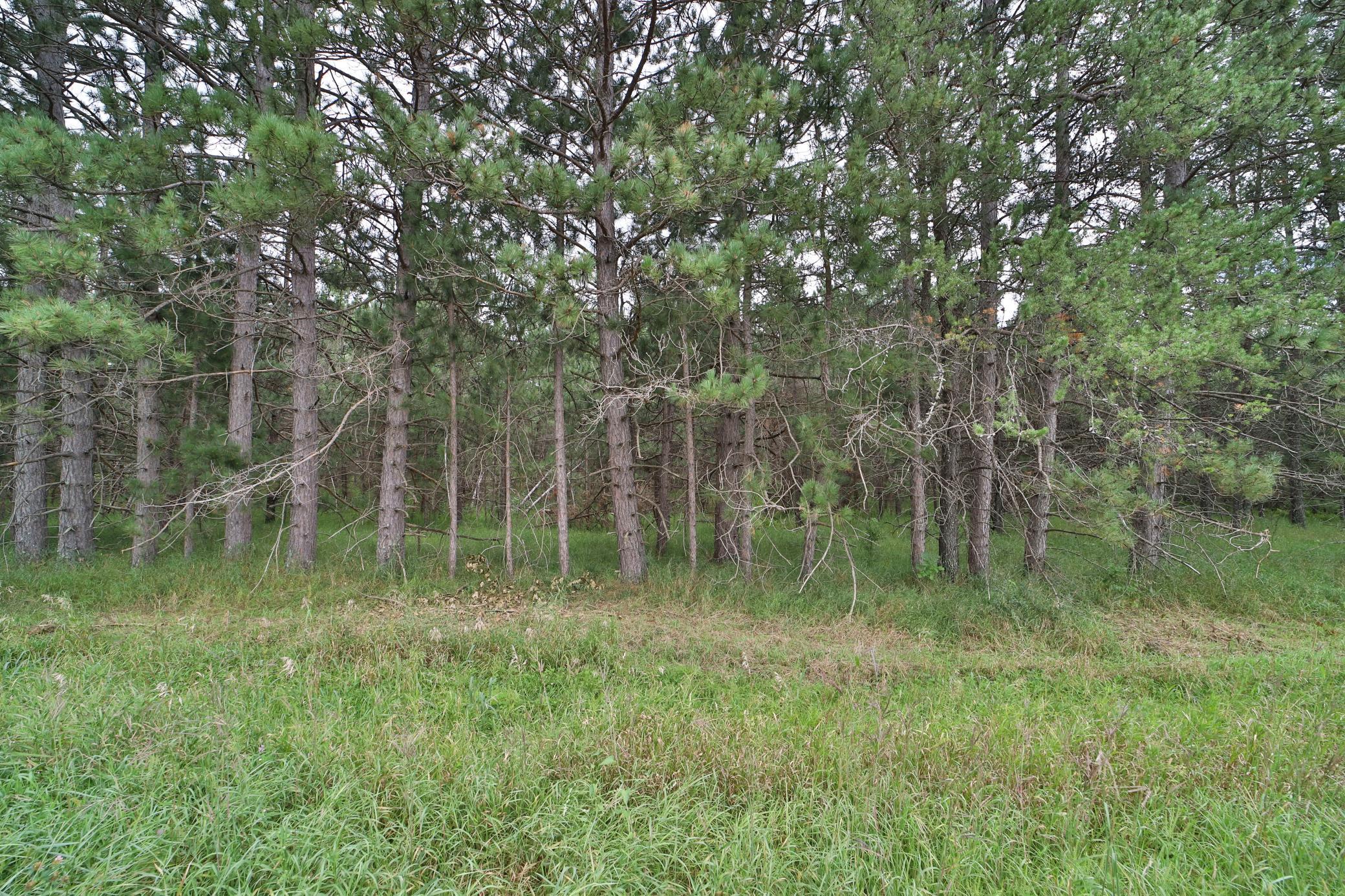 TBD State Highway 6, Emily, Minnesota image 6