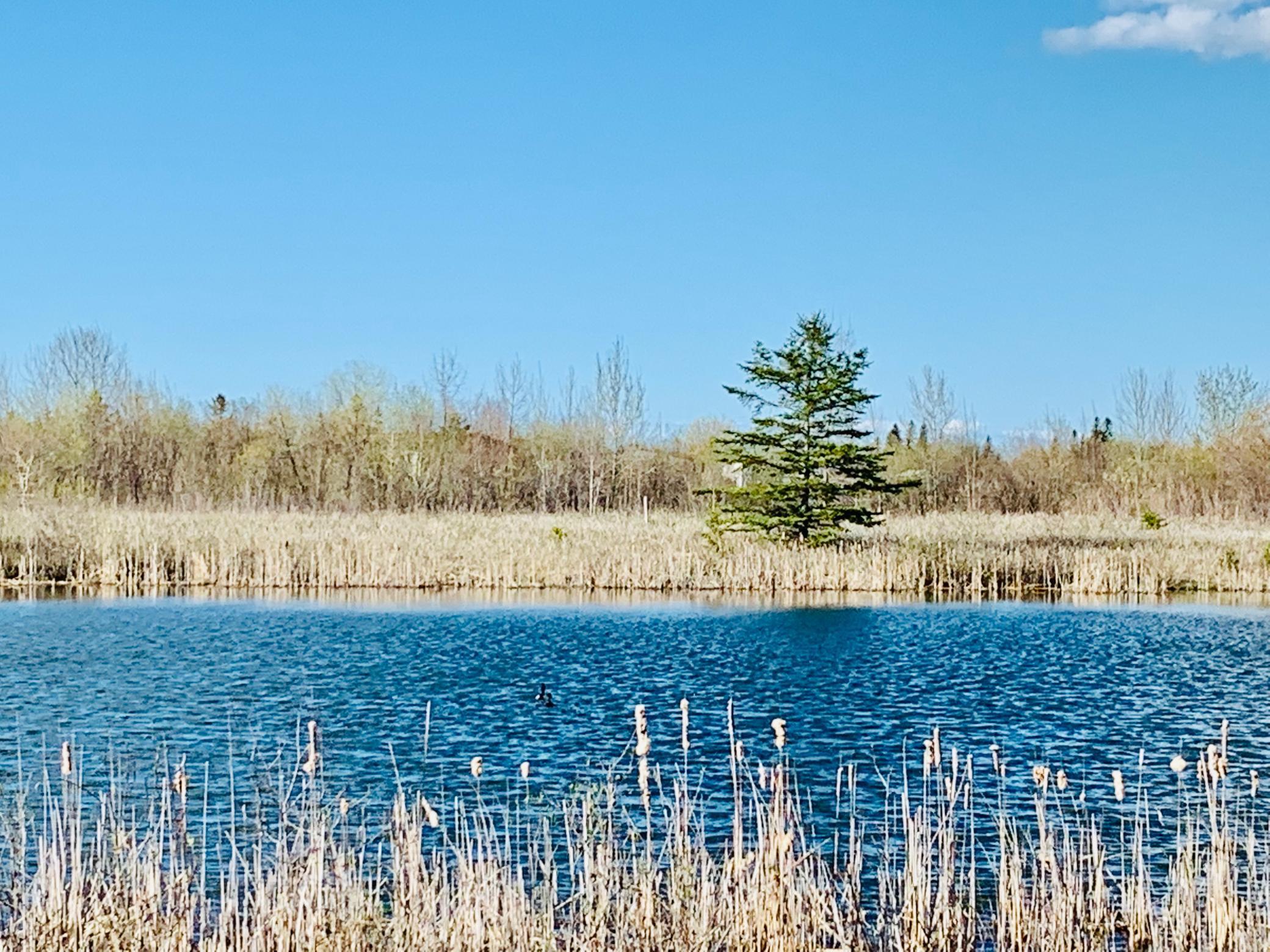 TBD Cr-1, Baudette, Minnesota image 12