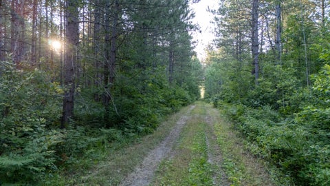 Vacant Land For Sale - NESW Forest Road 3845<br/> Beltrami County, Pennington, MN 56663