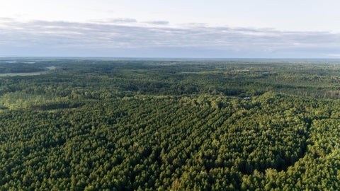 Vacant Land For Sale - NESW Forest Road 3845<br/> Beltrami County, Pennington, MN 56663