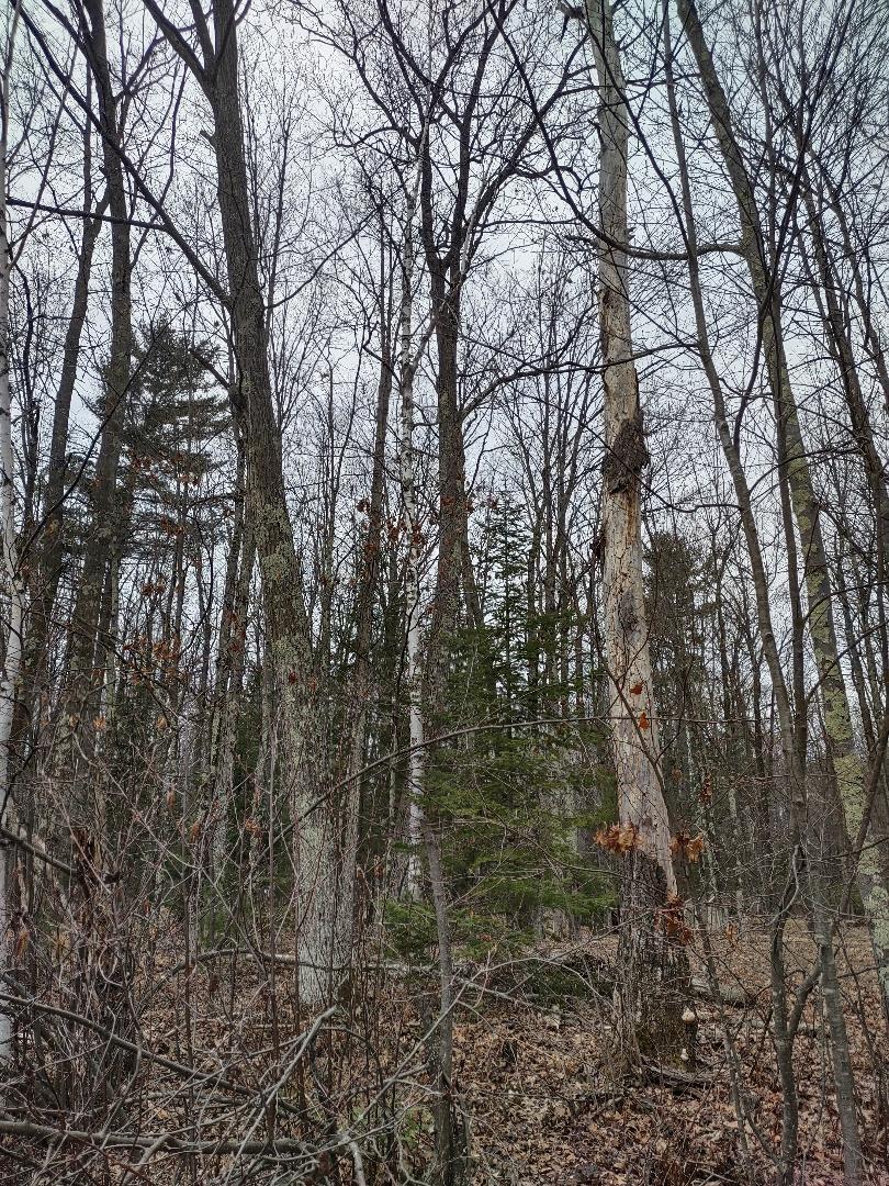 Lot 1 XXX Blaisziks Bay Lane, Hayward, Wisconsin image 7