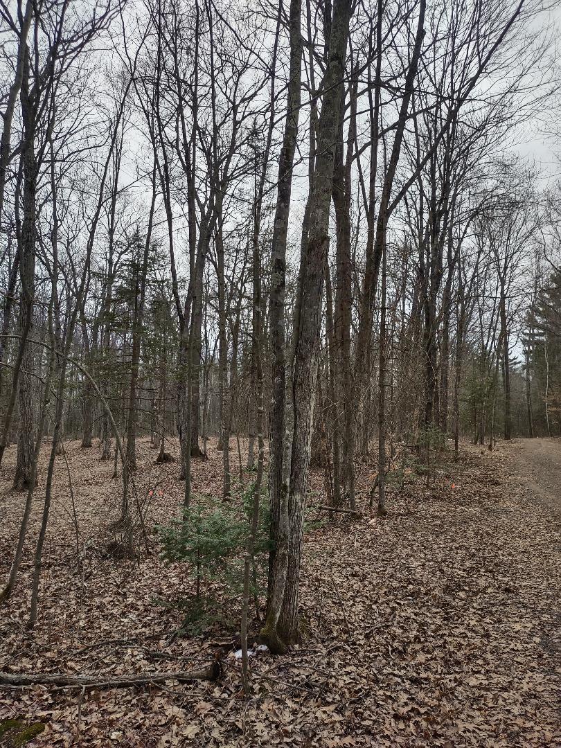 Lot 1 XXX Blaisziks Bay Lane, Hayward, Wisconsin image 12